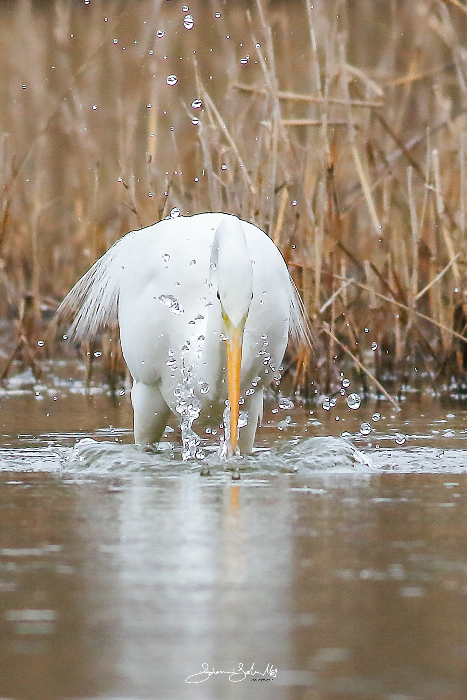 Walking slowly (Linnaeus, 1758)