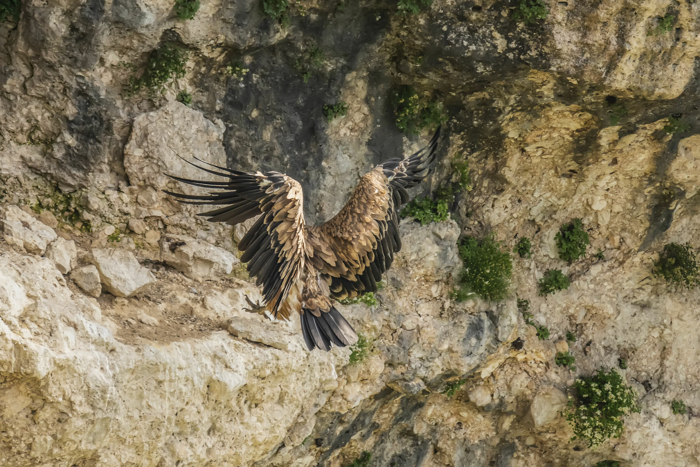 Griffin in landing