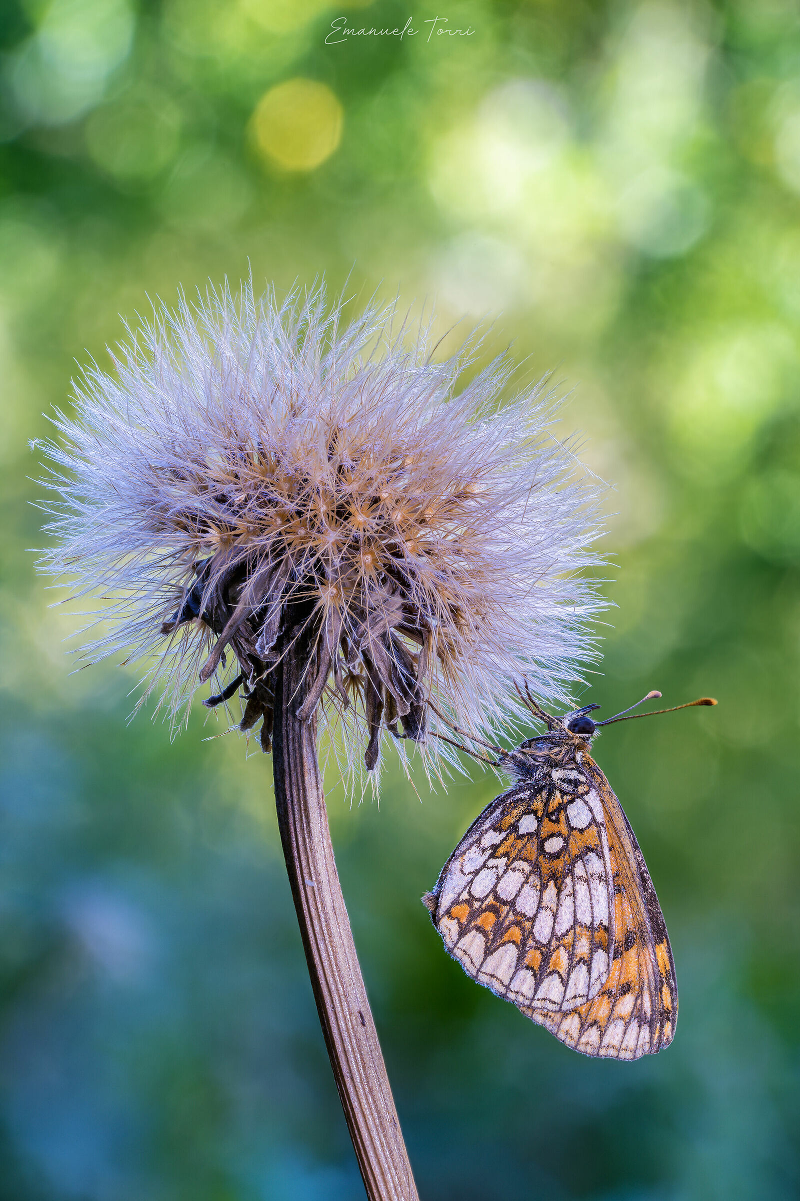 Nymphalidae Melitaea