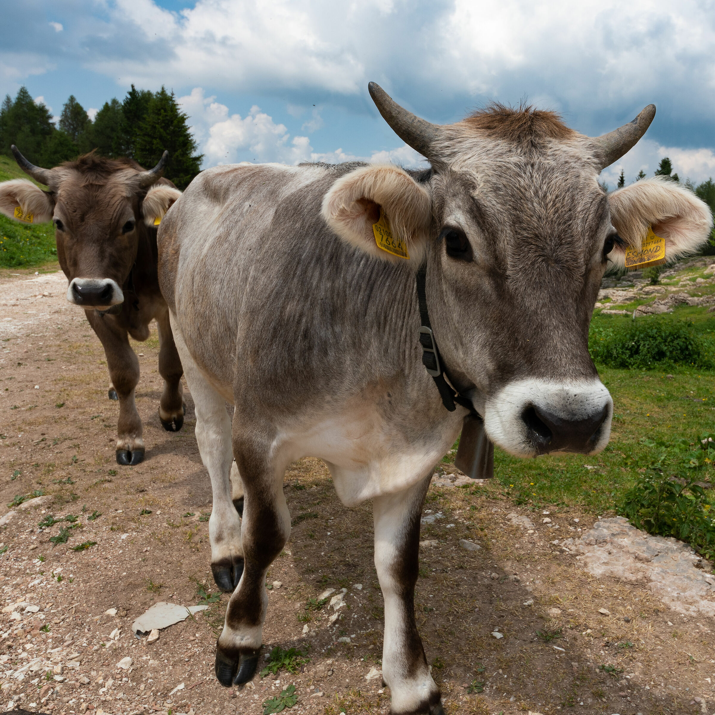 Walk between friends