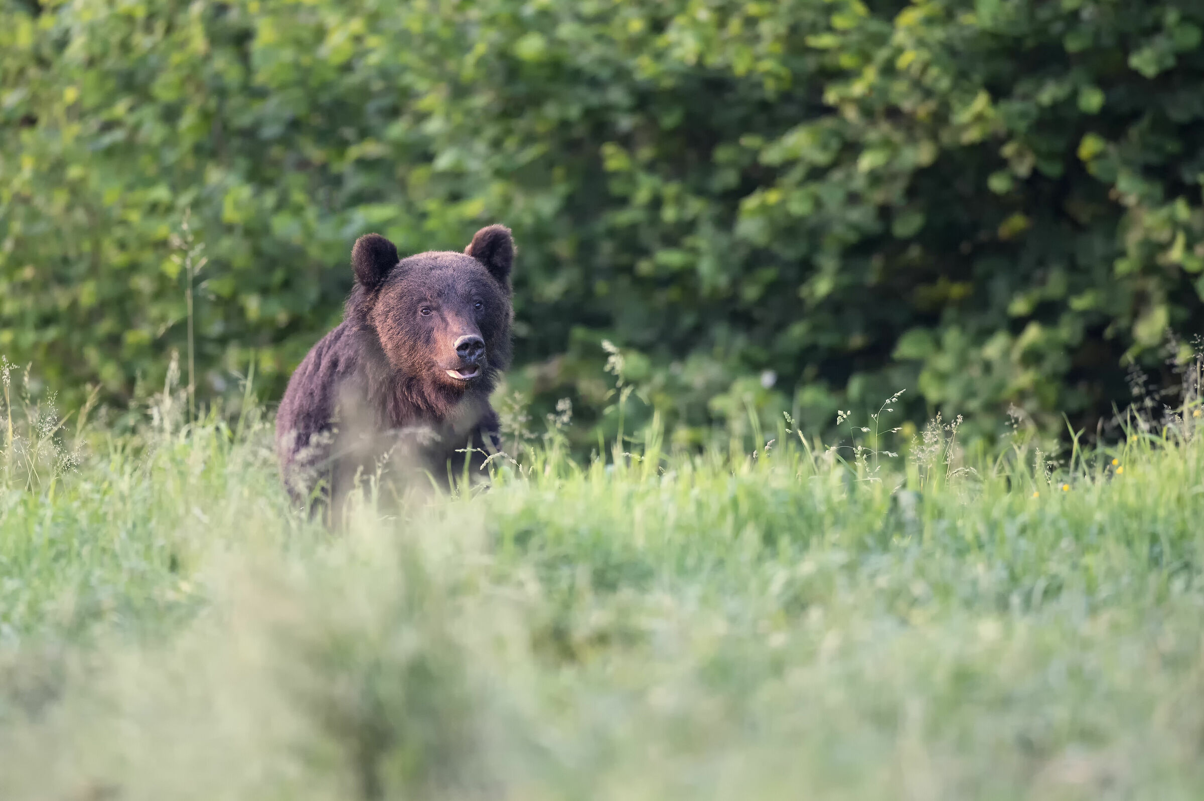 Orso bruno eurasiatico