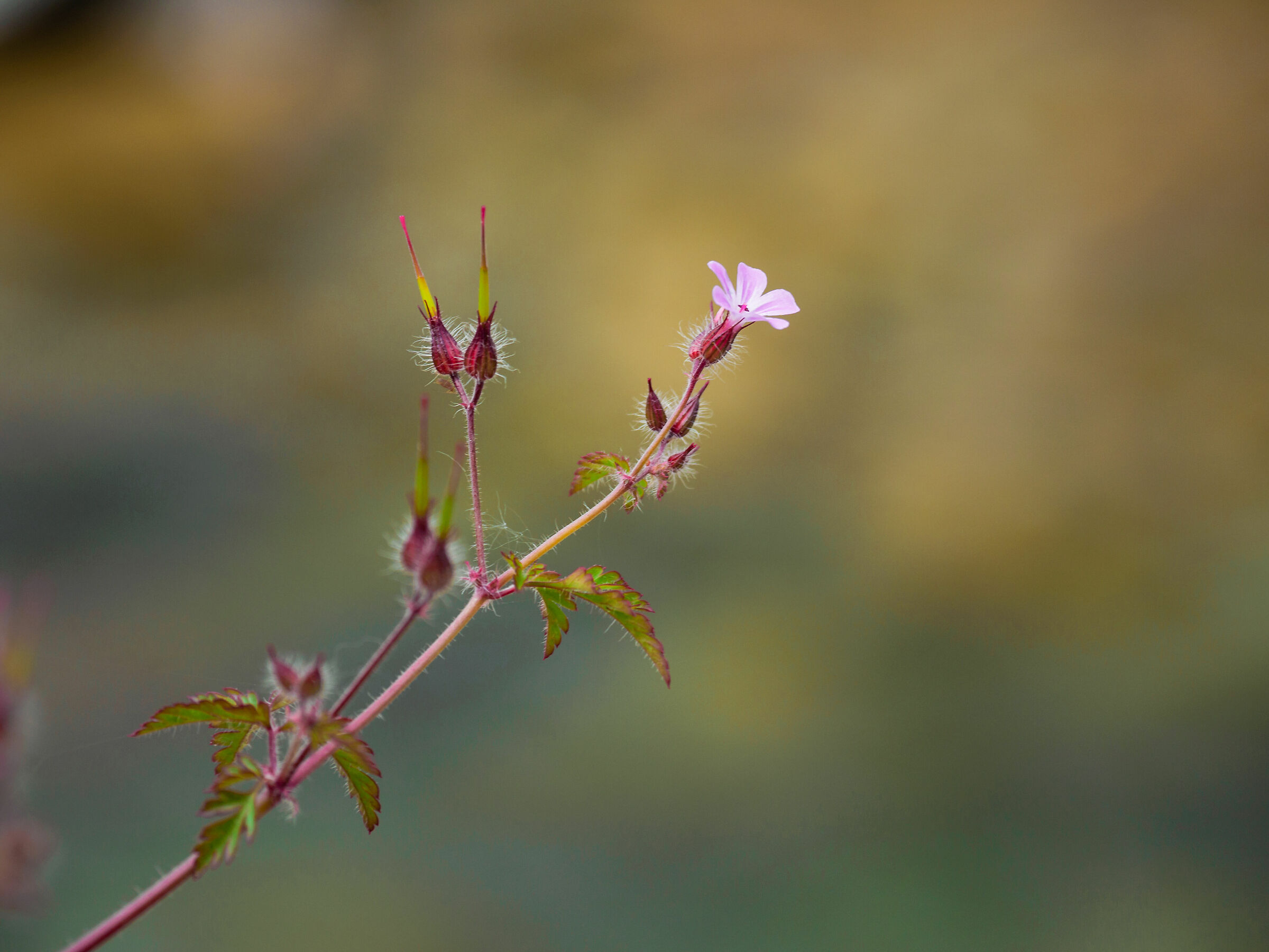 Alpine Flora