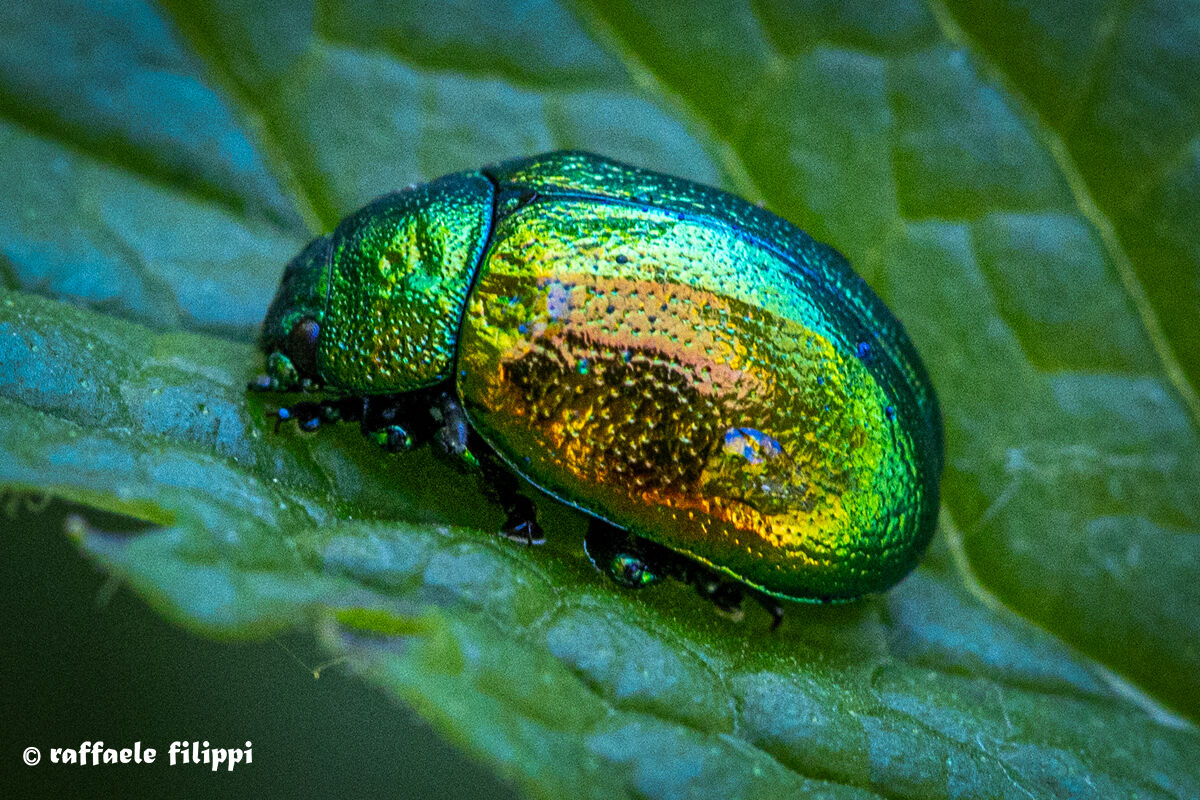 Gastrophysa viridula that you are eating my mint