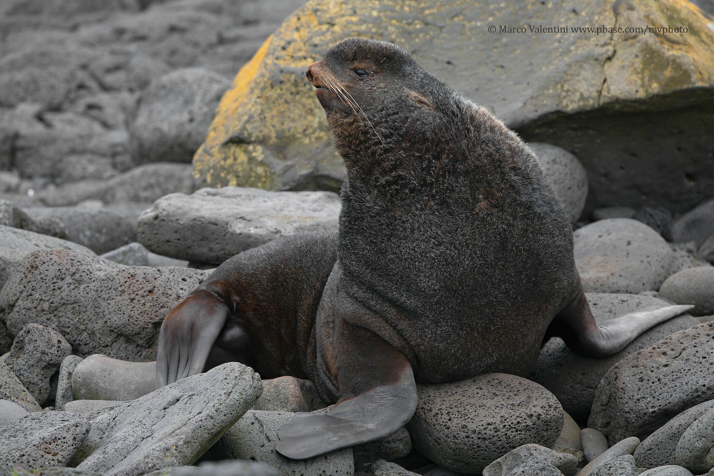 Callorino of Alaska