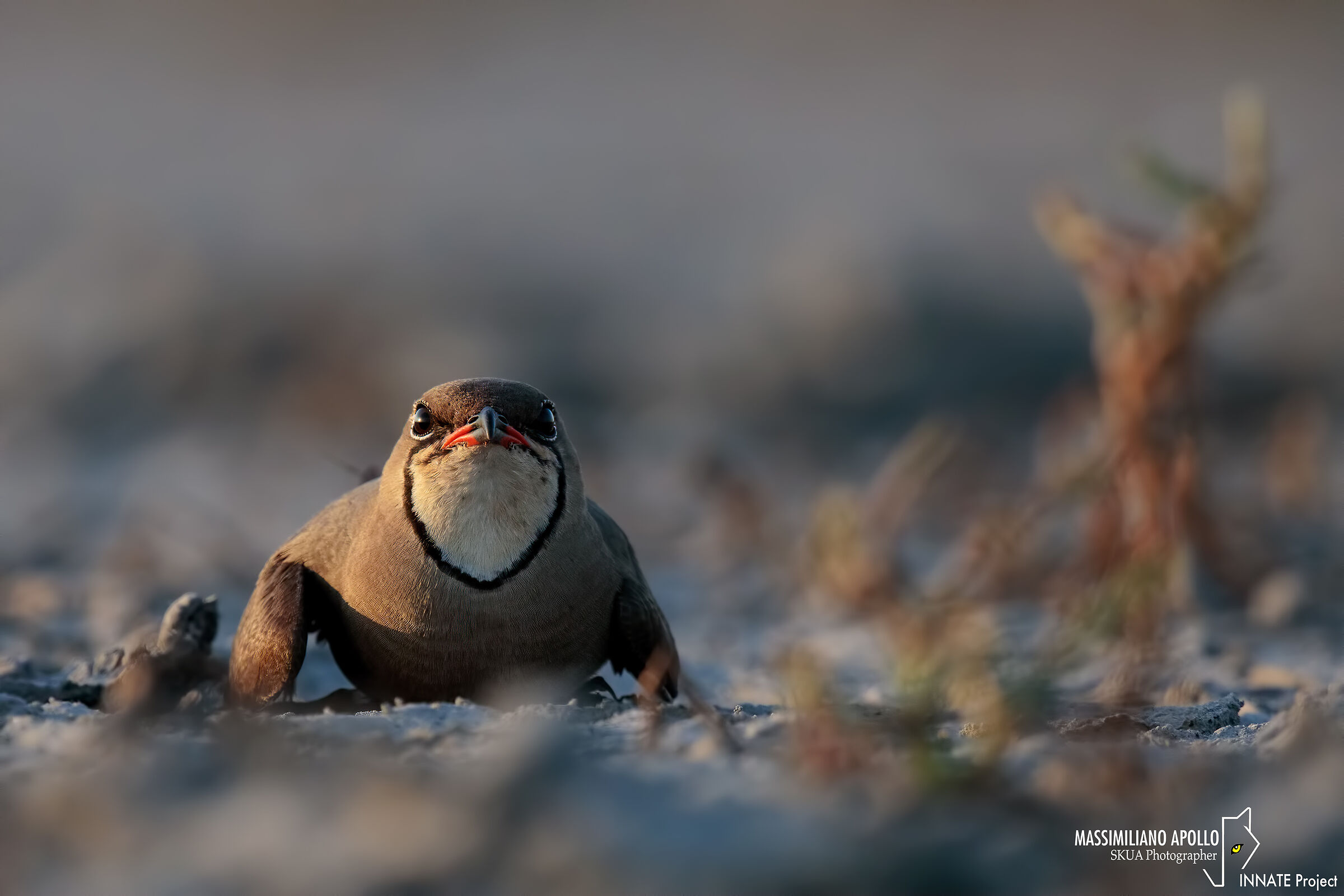 sono una ranocchia o una pernice??
