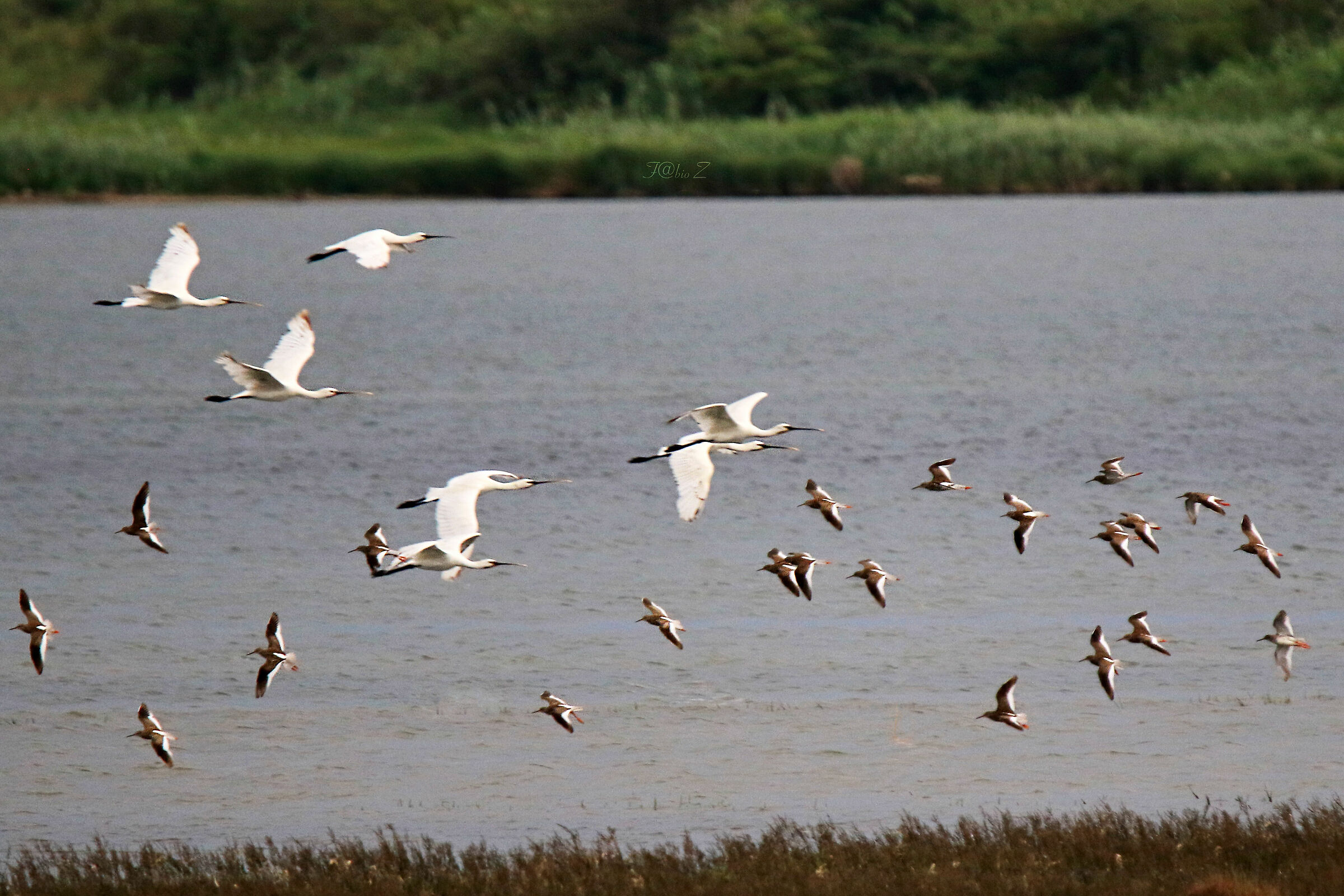 Incrocio tra Spatole e Pettegole