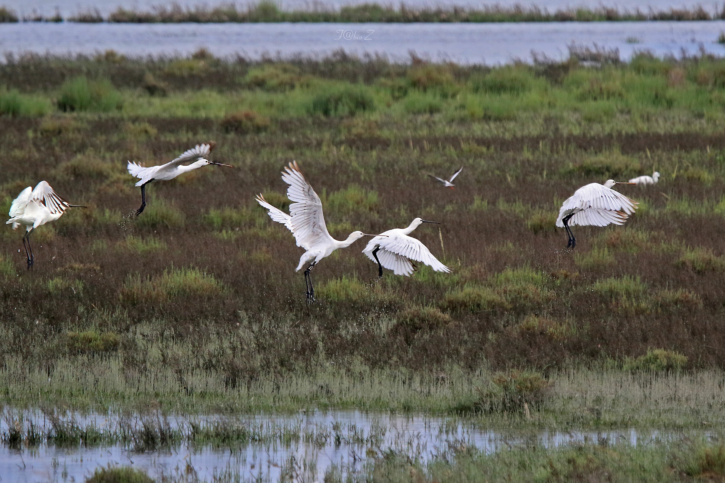 The Detachment of Spatoles