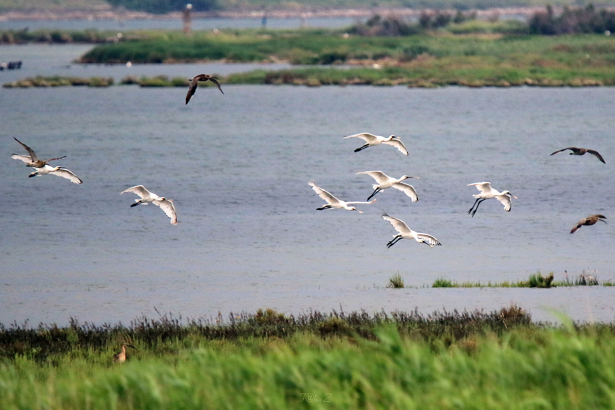 Spatules and Chiurli