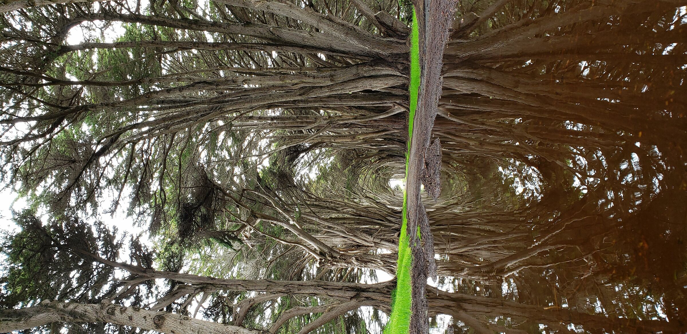 riflessi pozzanghera