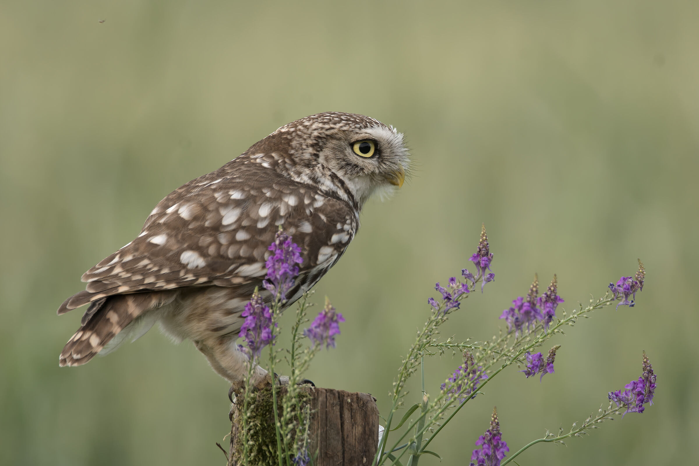 Little owl