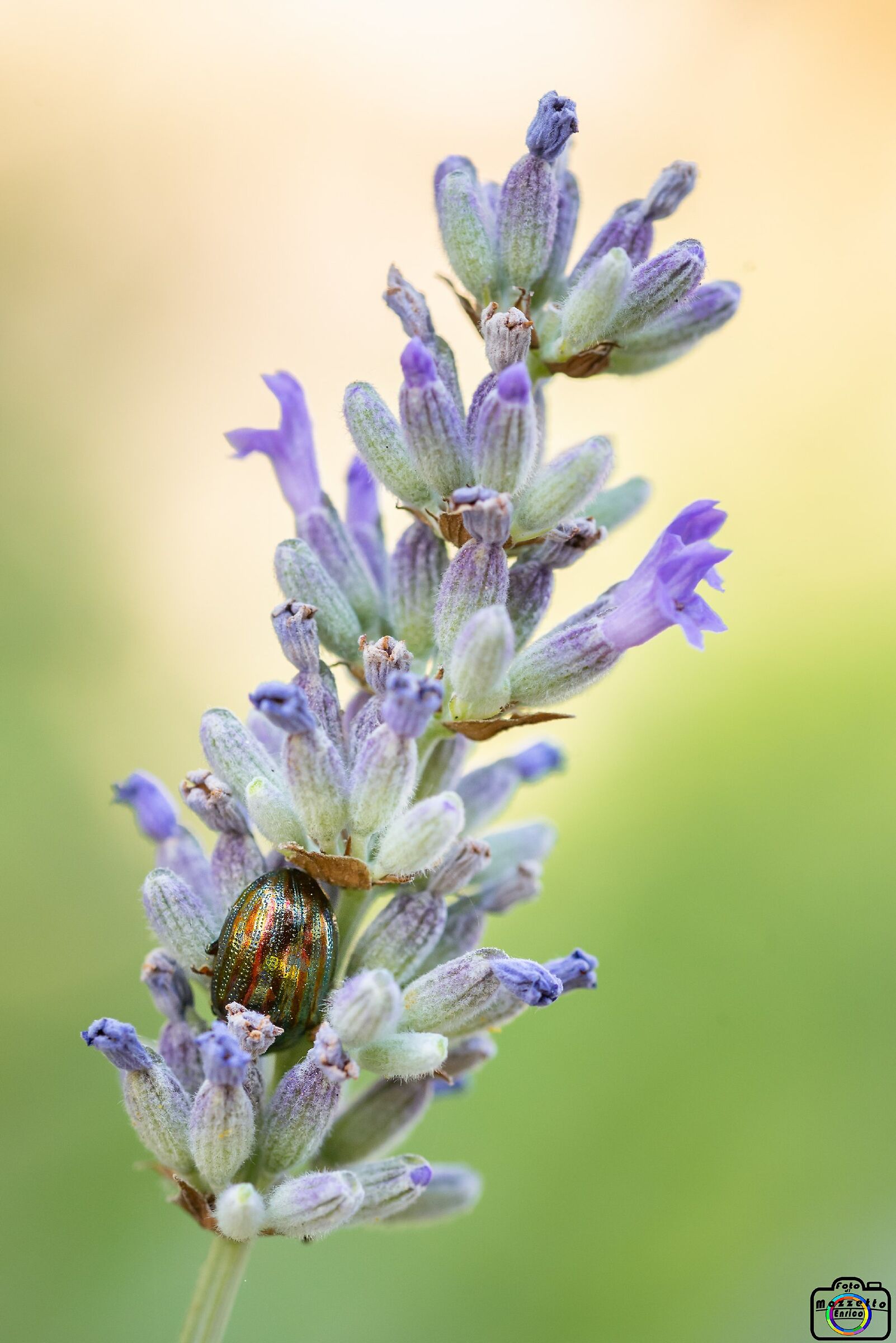 Mimetismo non troppo efficace