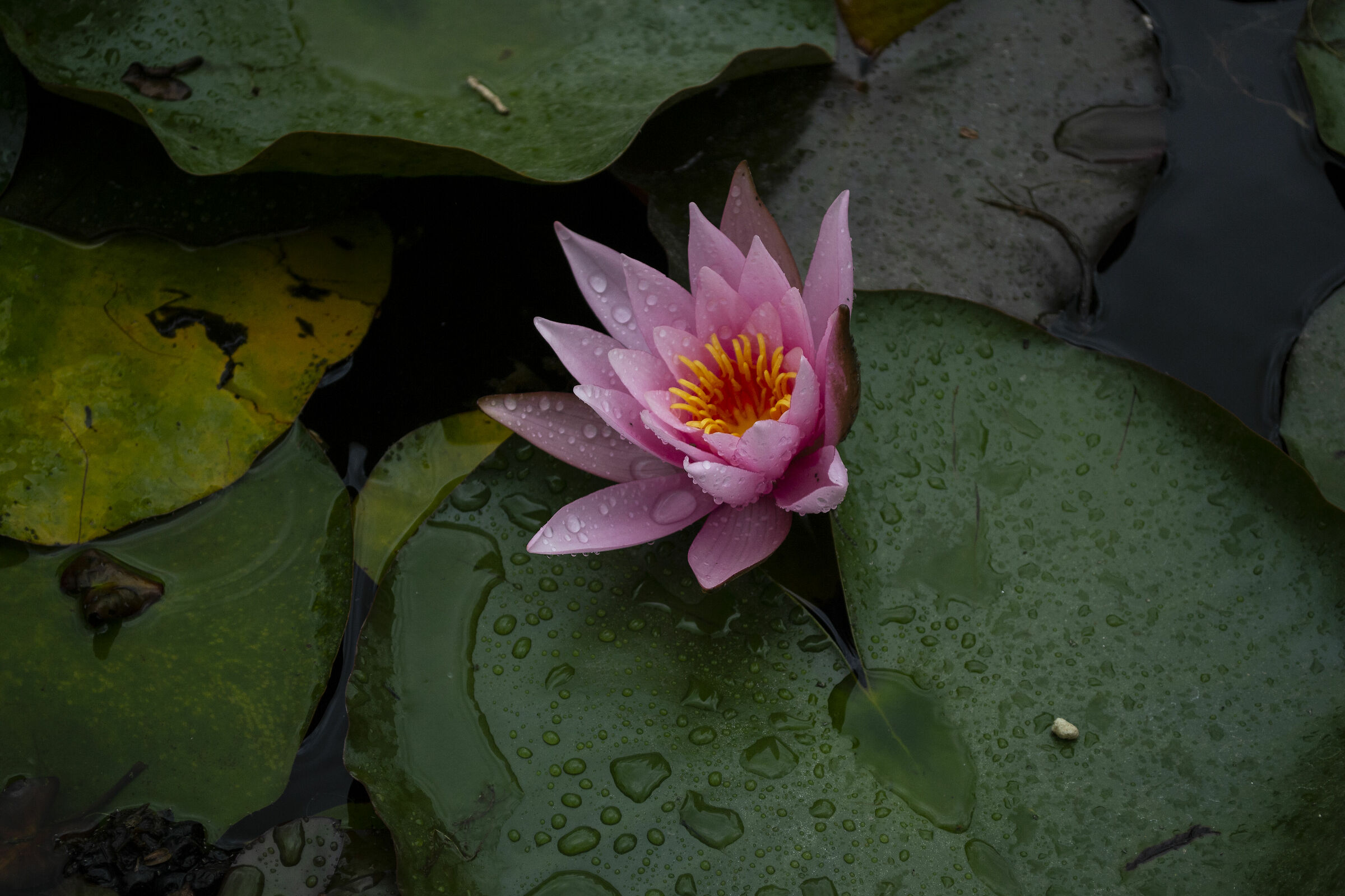 Bellezze della natura