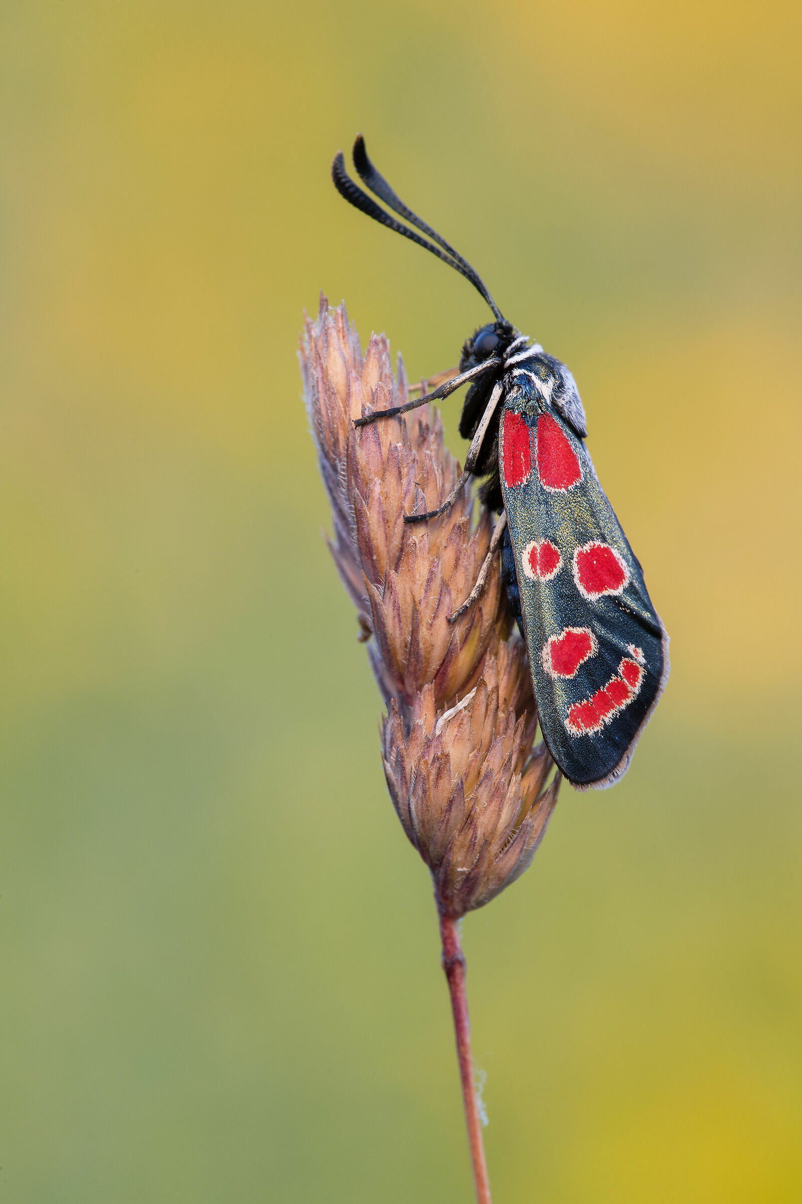 Zygaena carniolica