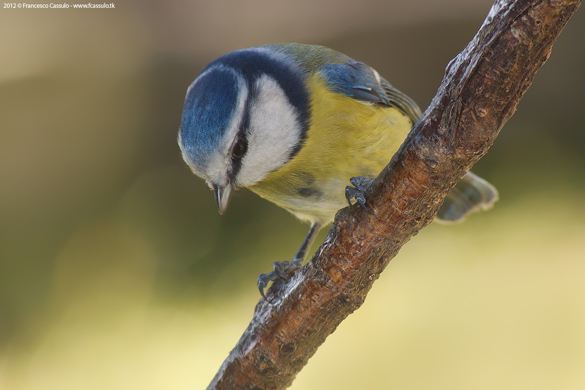Cyanistes caeruleus (Linnaeus, 1758)