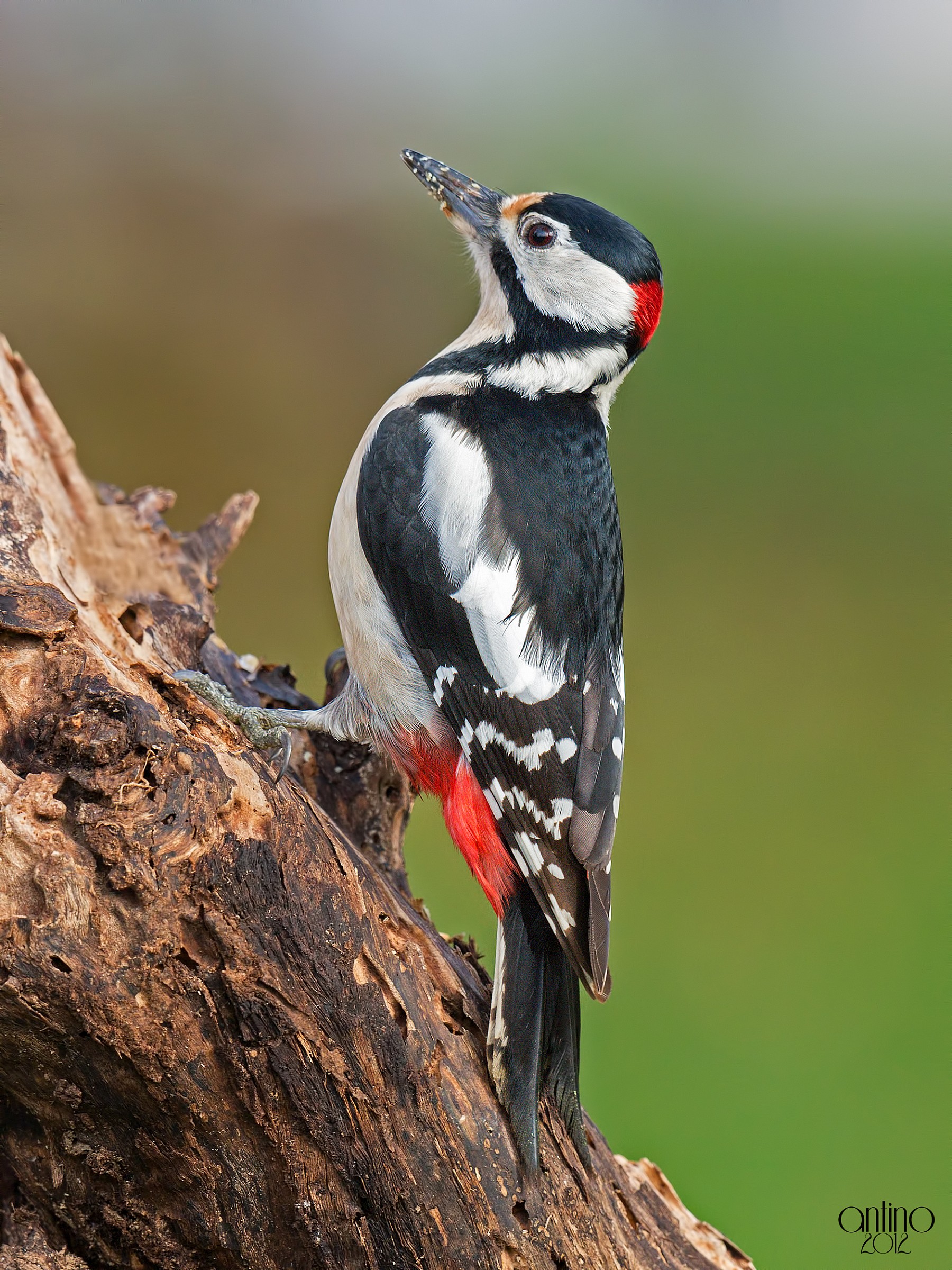 Picchio rosso maggiore maschio