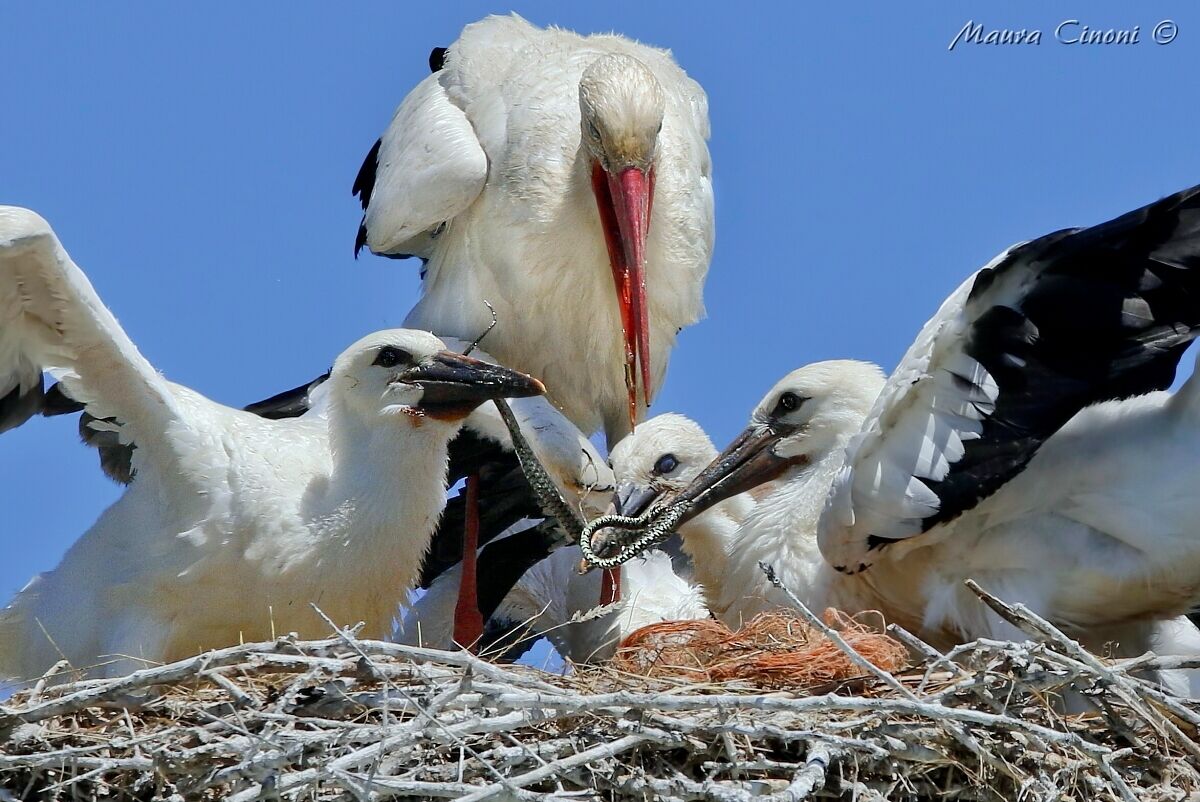 Stork, Cicognini and Natrix