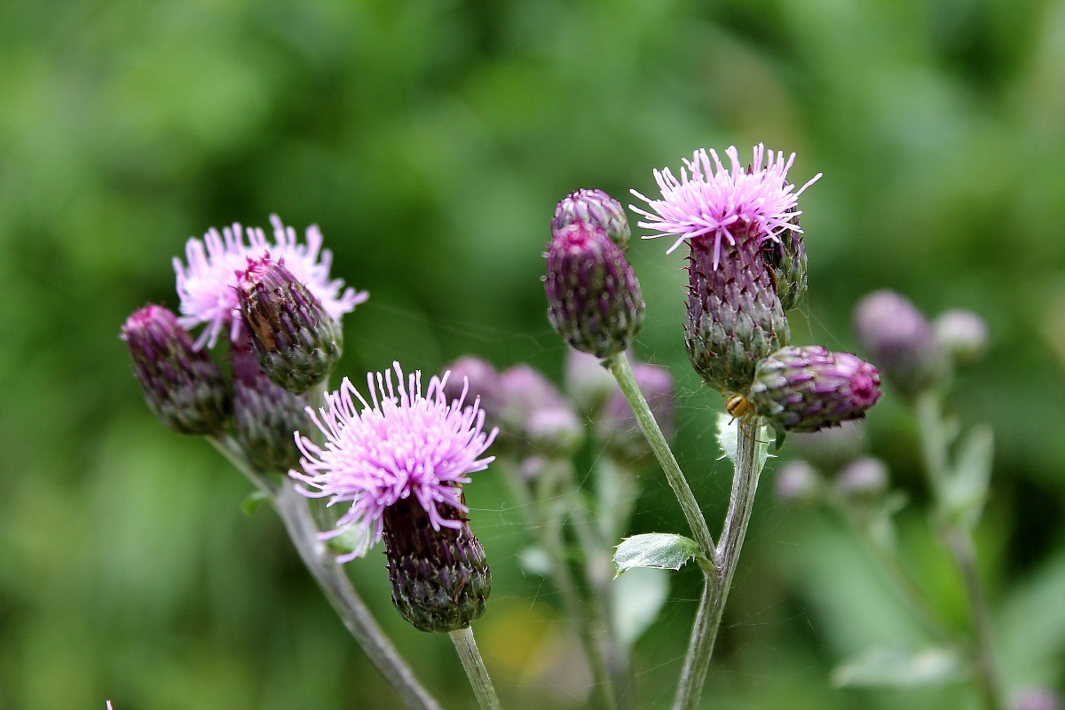 la nuova casetta del ragno