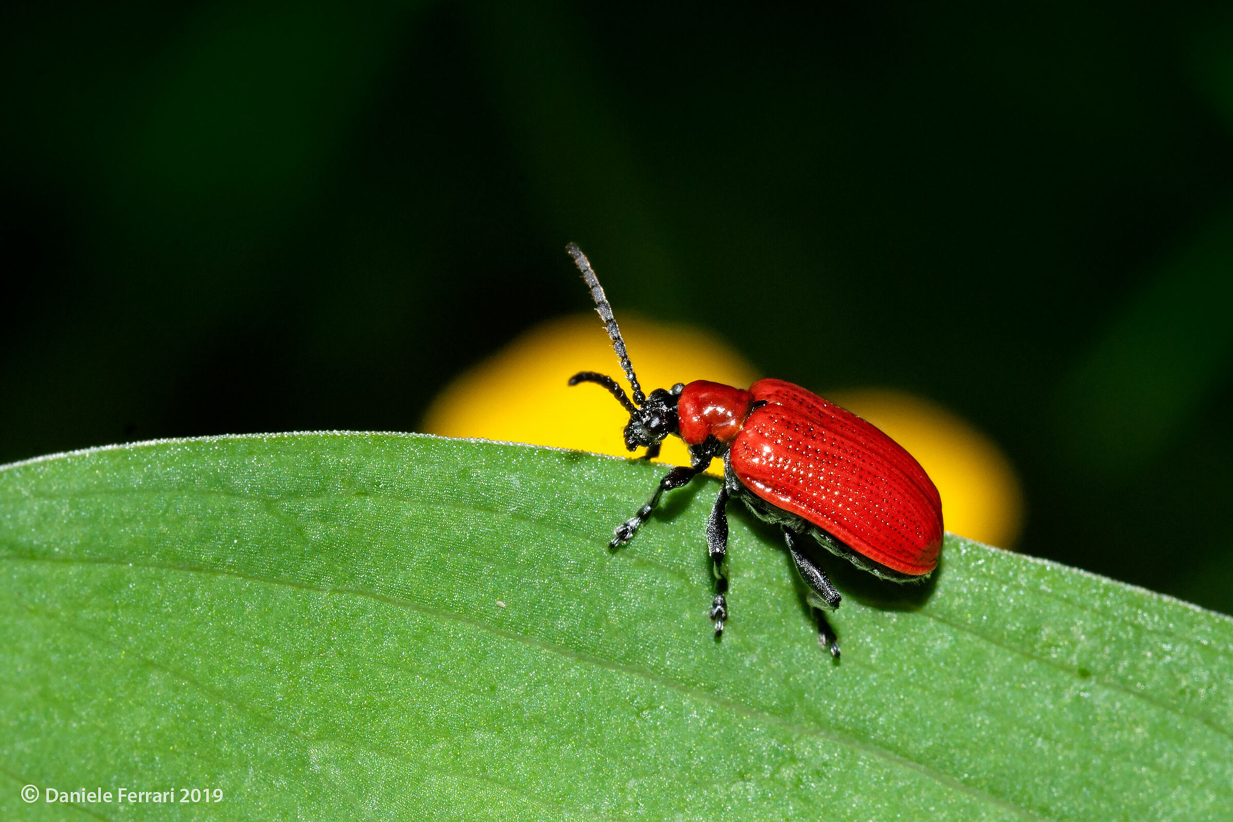 Apoderus coryli