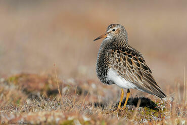 Calidris melanotos