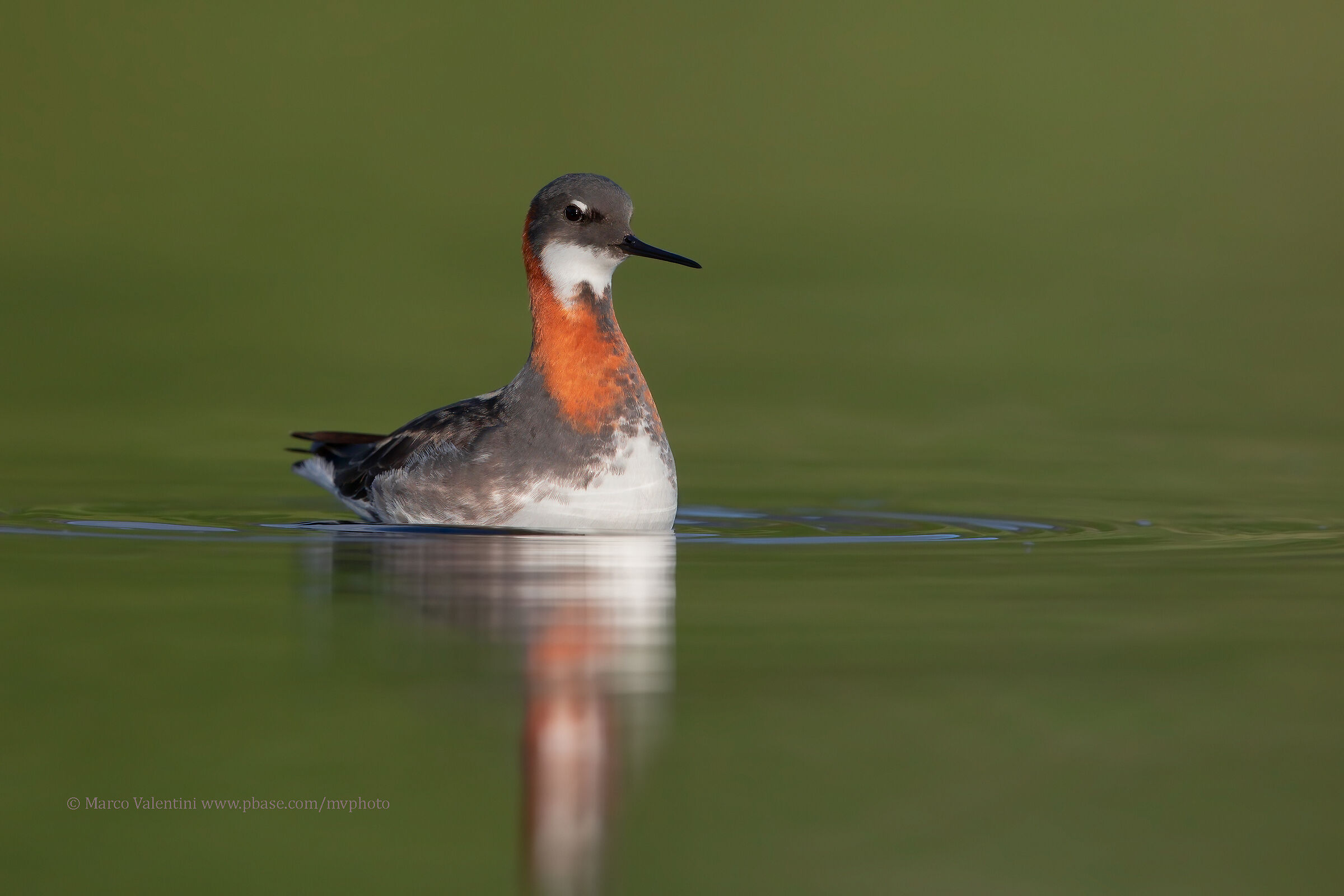 Thin-billed falaropo
