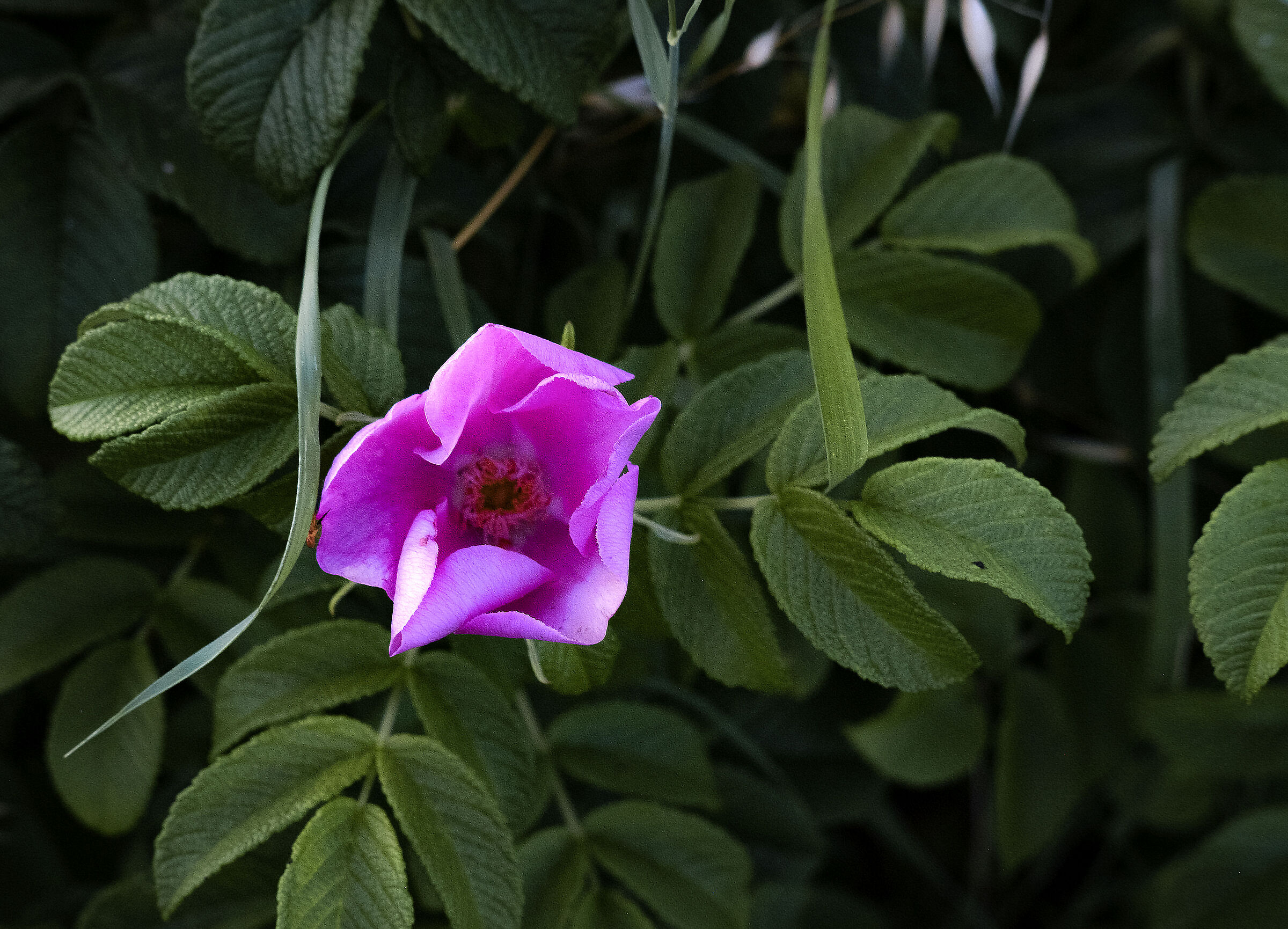 rosa rugosa