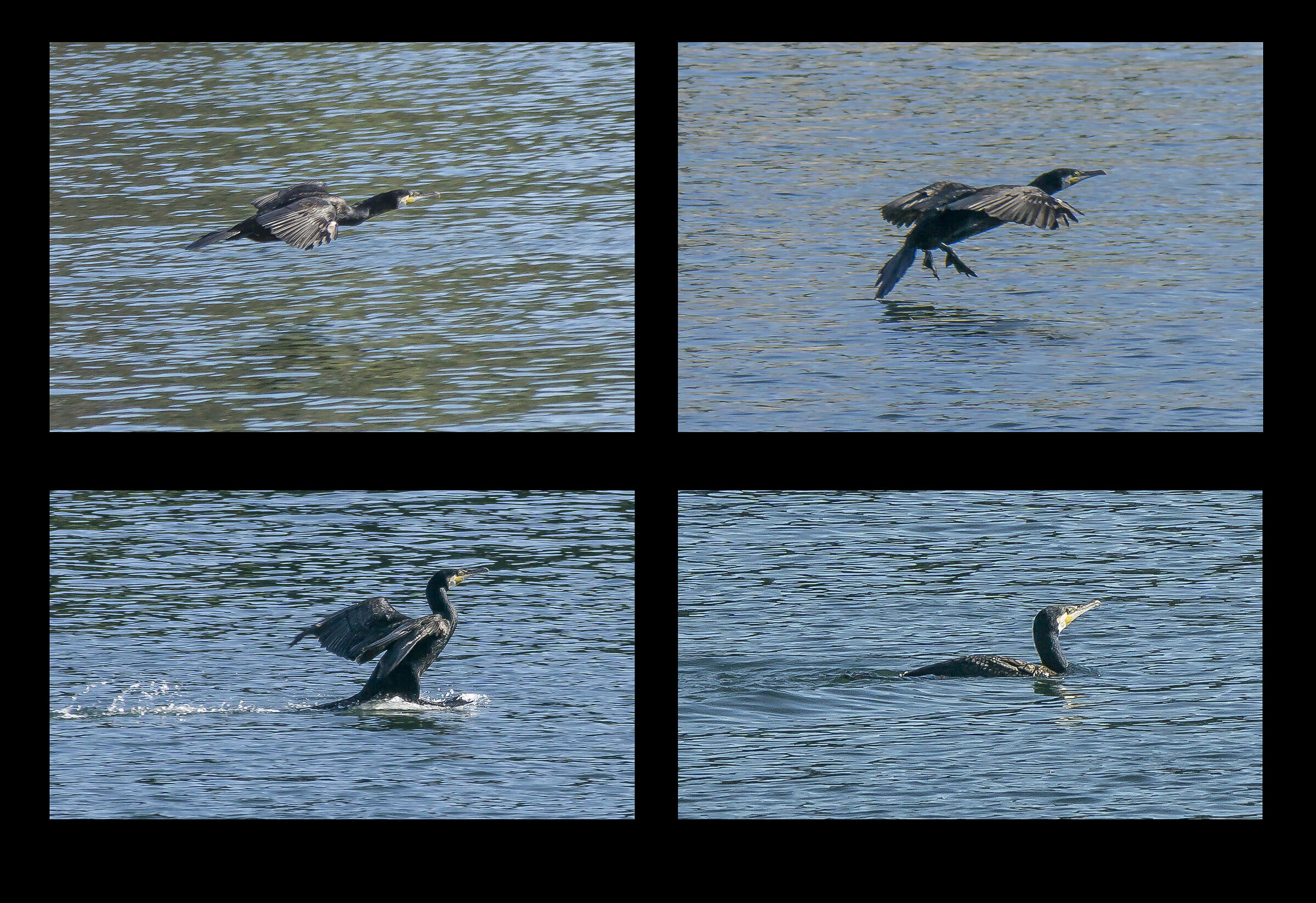 Cormorano in ammaraggio sul Ticino
