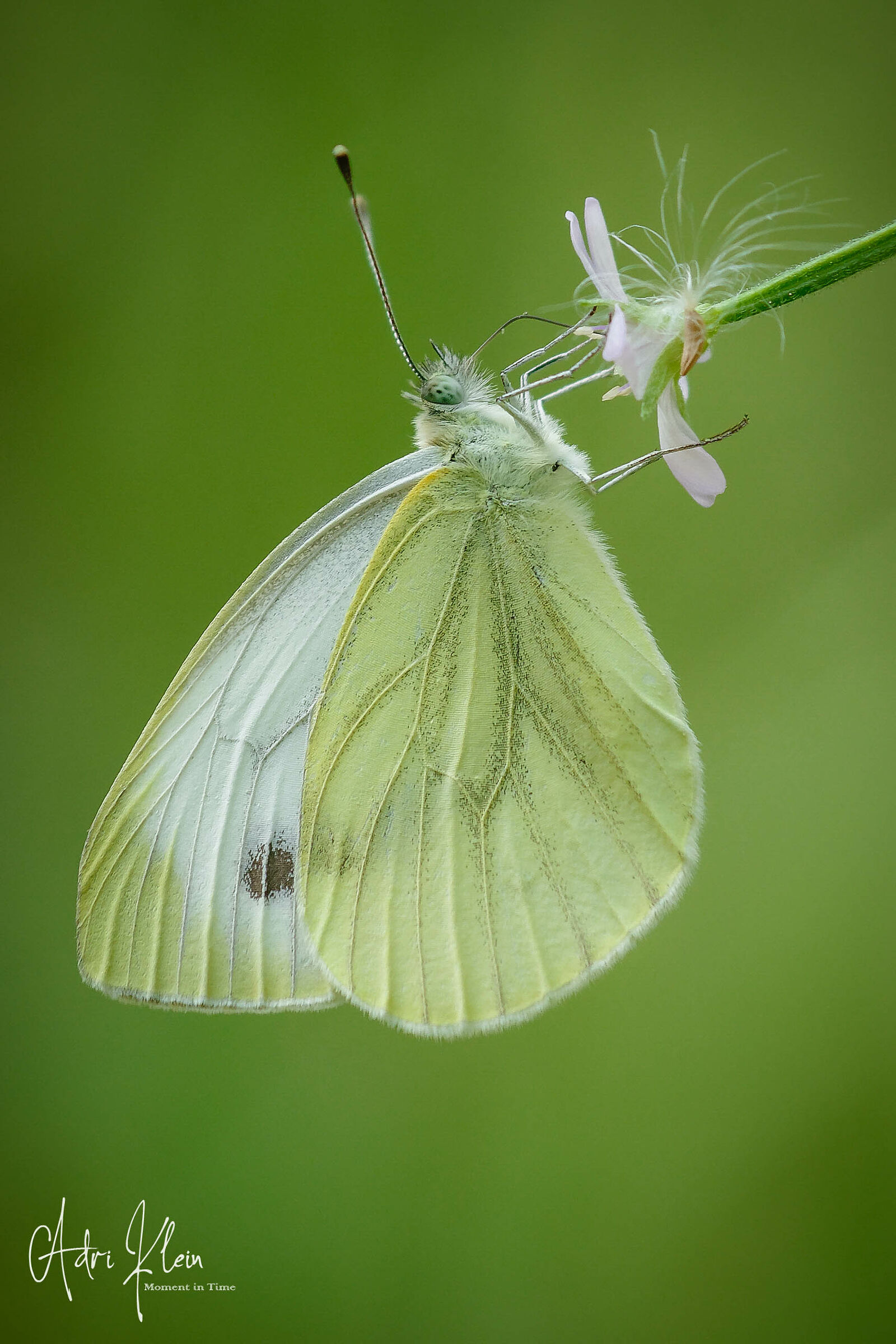 Green-veined White