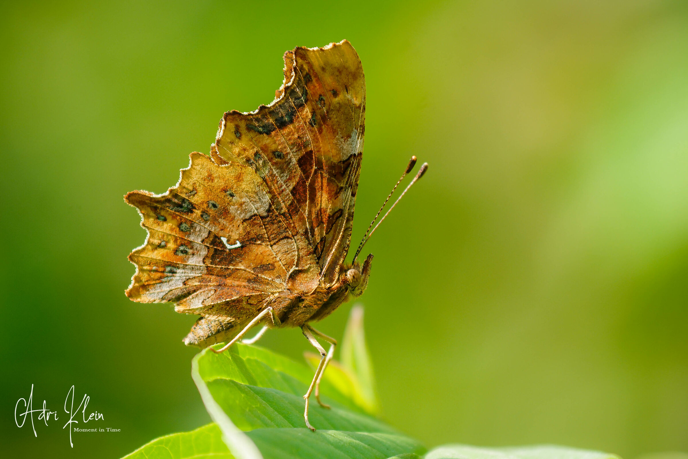 Comma