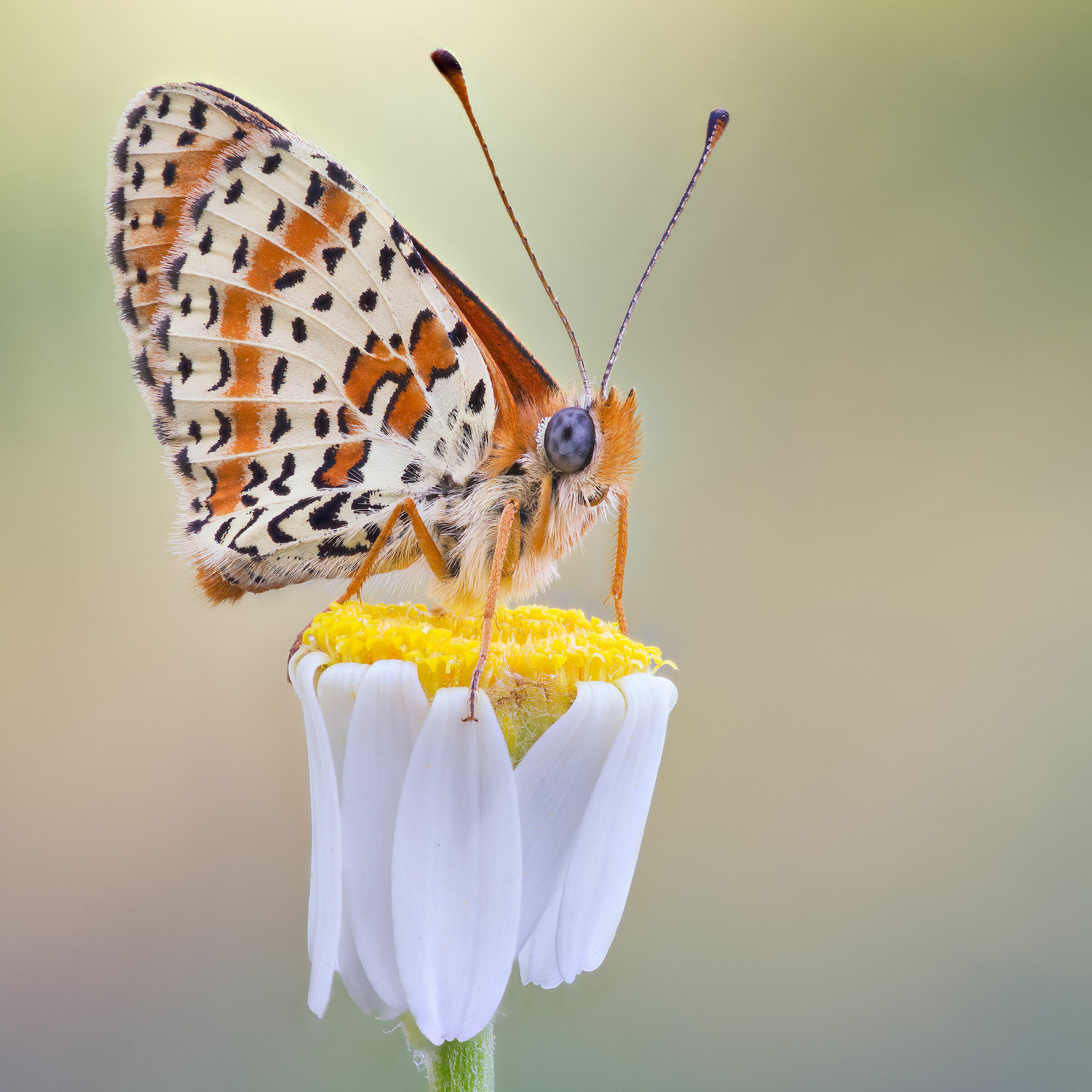 Melitaea didyma