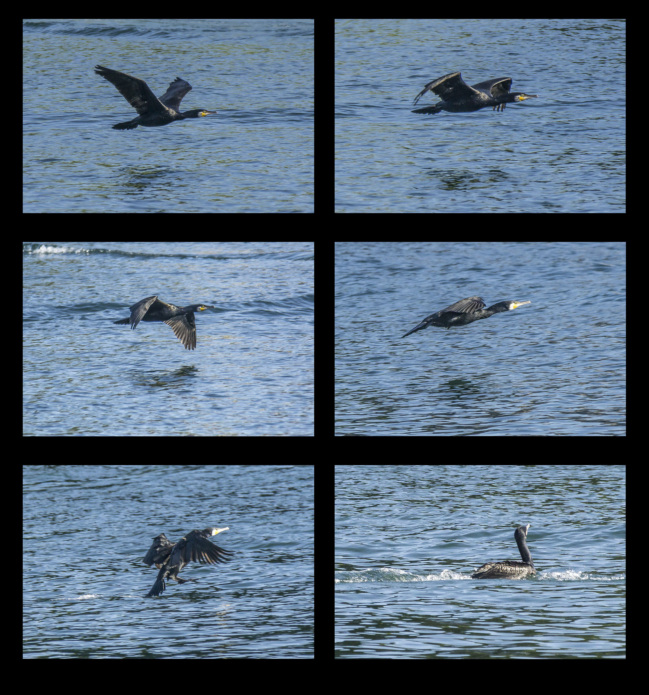 Cormorano in ammaraggio sul Ticino