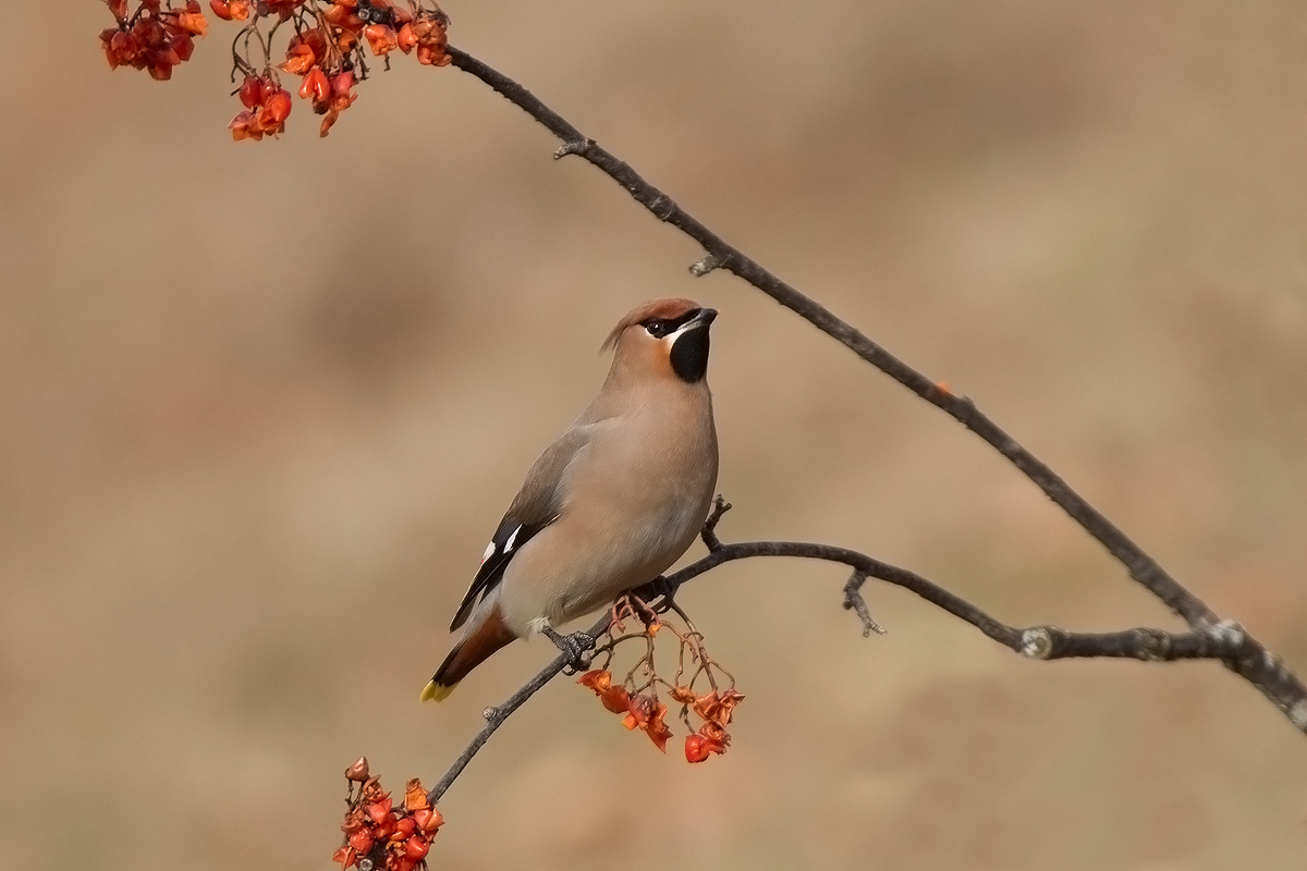 Waxwing