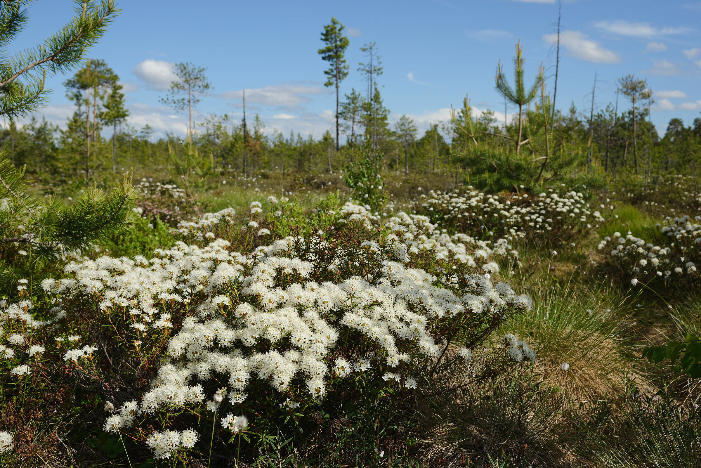 Tè labrador di palude