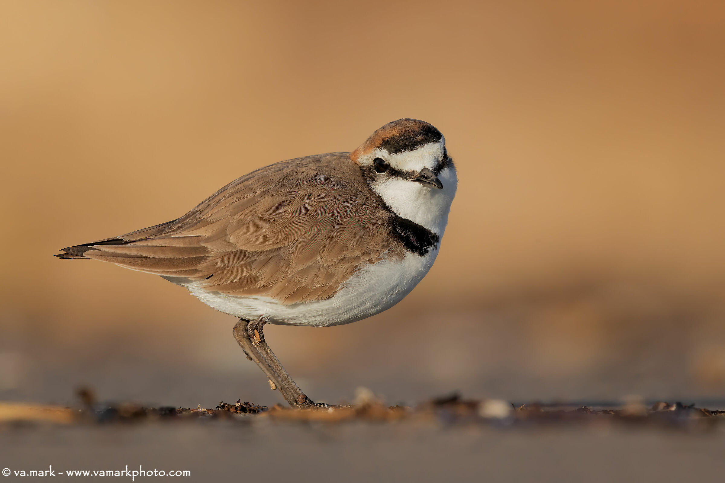 il Fratino minacciato....