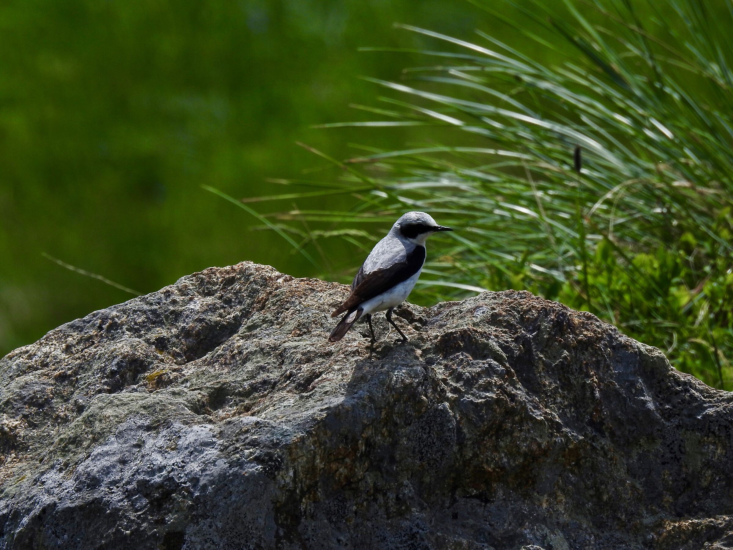 Oenanthe oenanthe in controluce