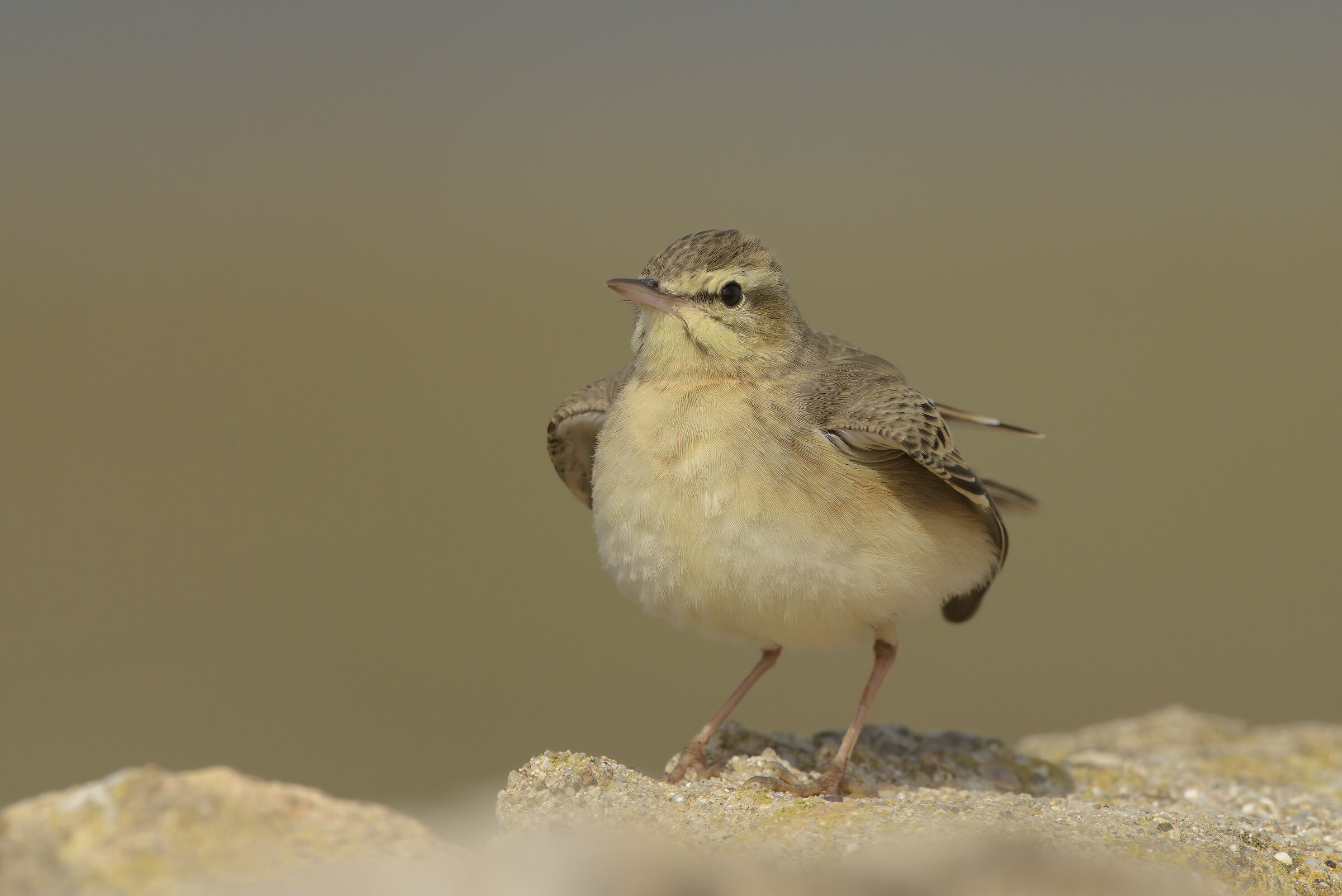 the 'uncitrus' of the grille