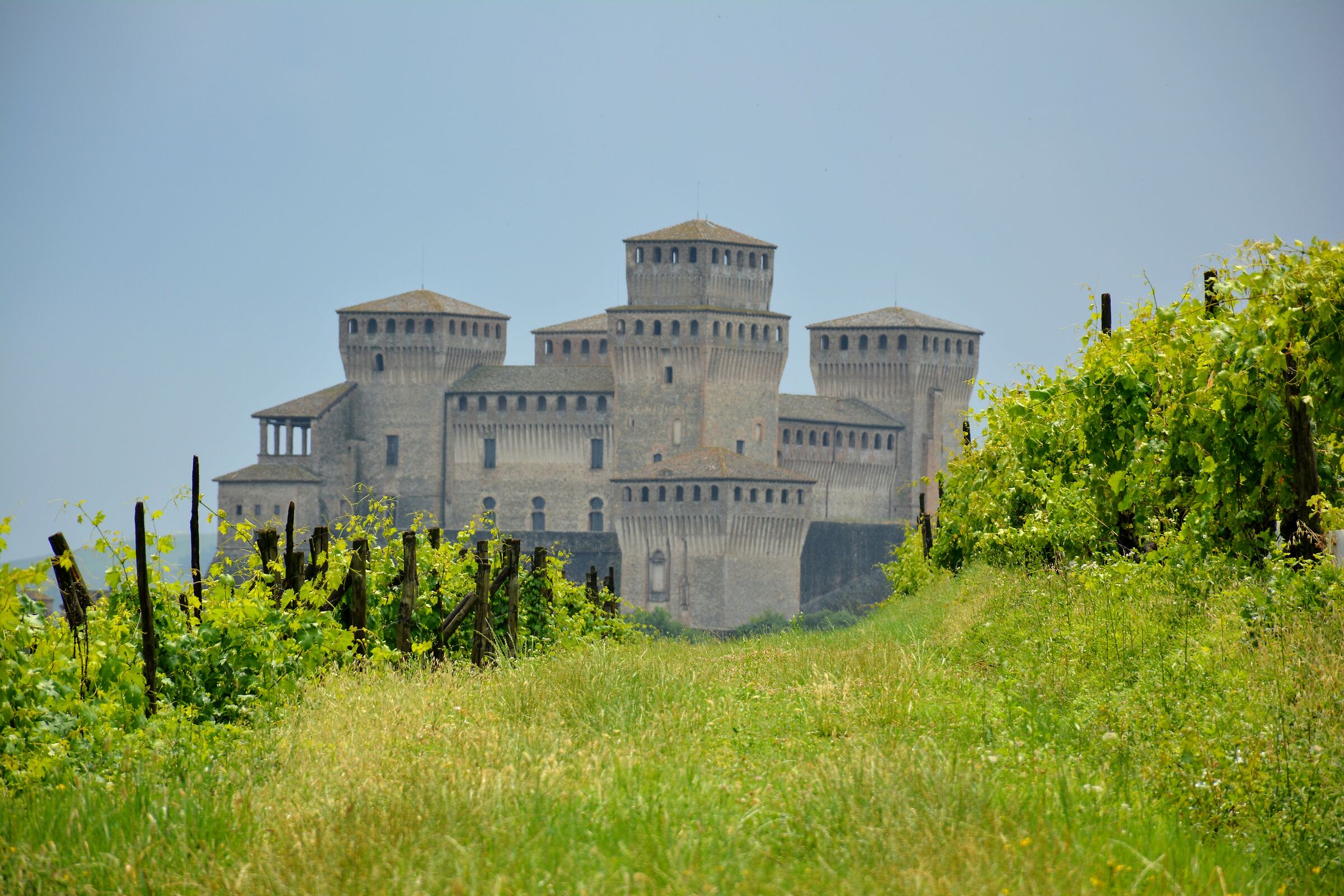 Torrechiara nei vigneti