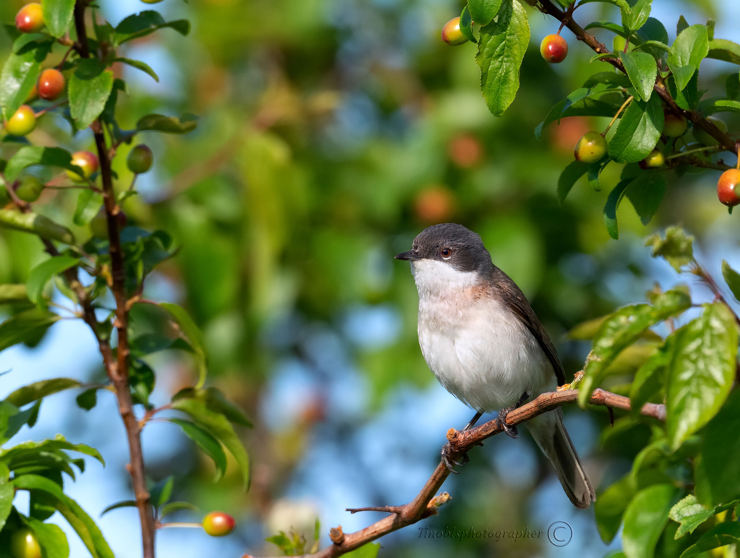Bigiarella (Sylvia curruca)