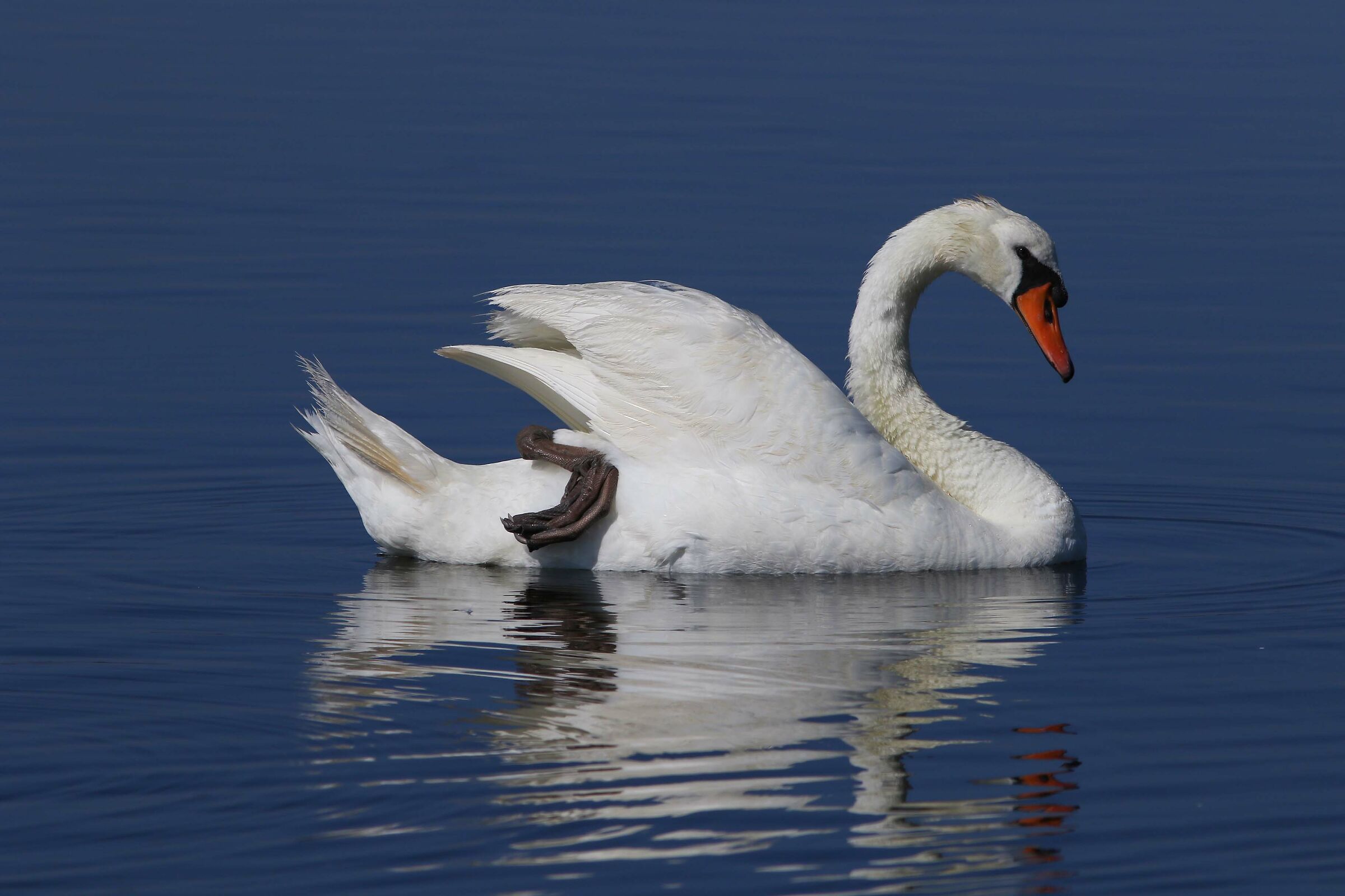 Royal swan