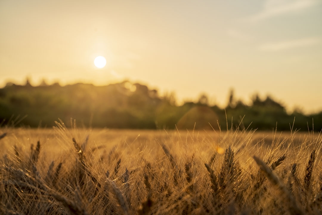 In the near future, the collection