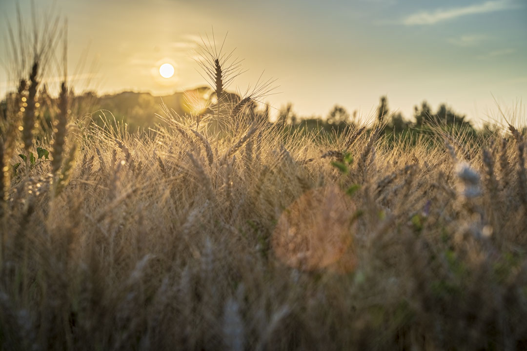 In the near future, the collection