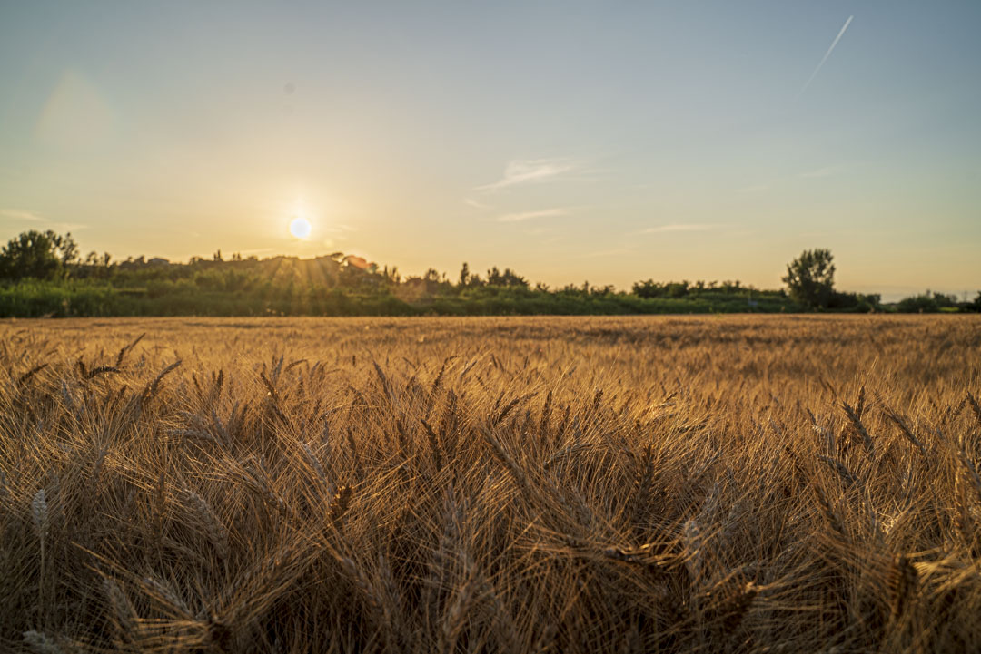 In the near future, the collection