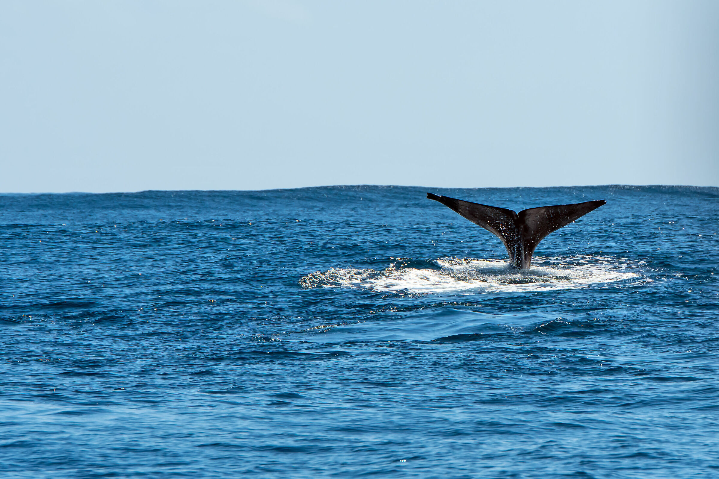 Whale at Pico, Azores