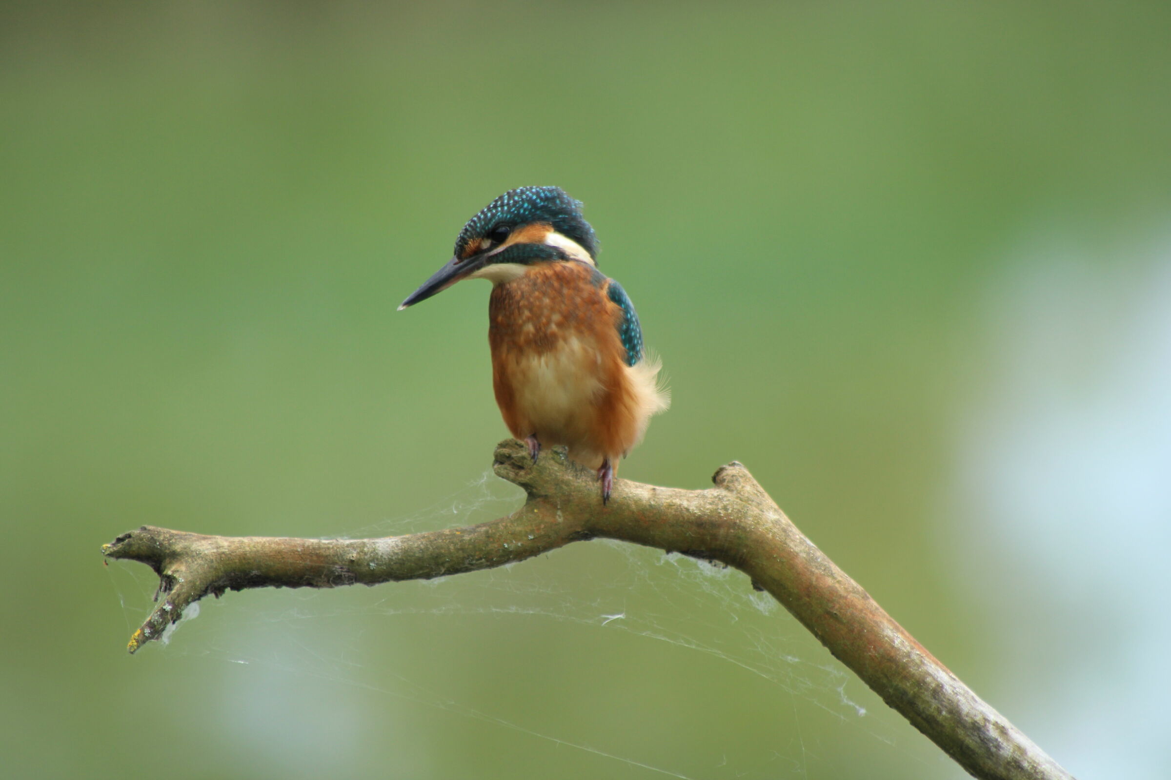 Martin and spider web