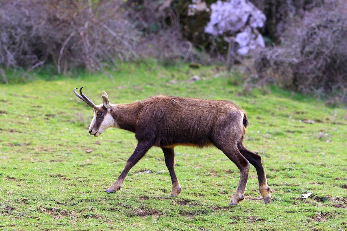 Chamois