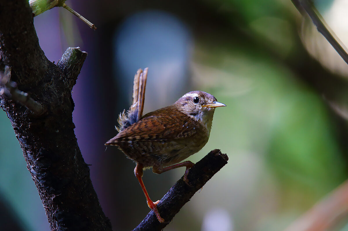 meetings in the woods