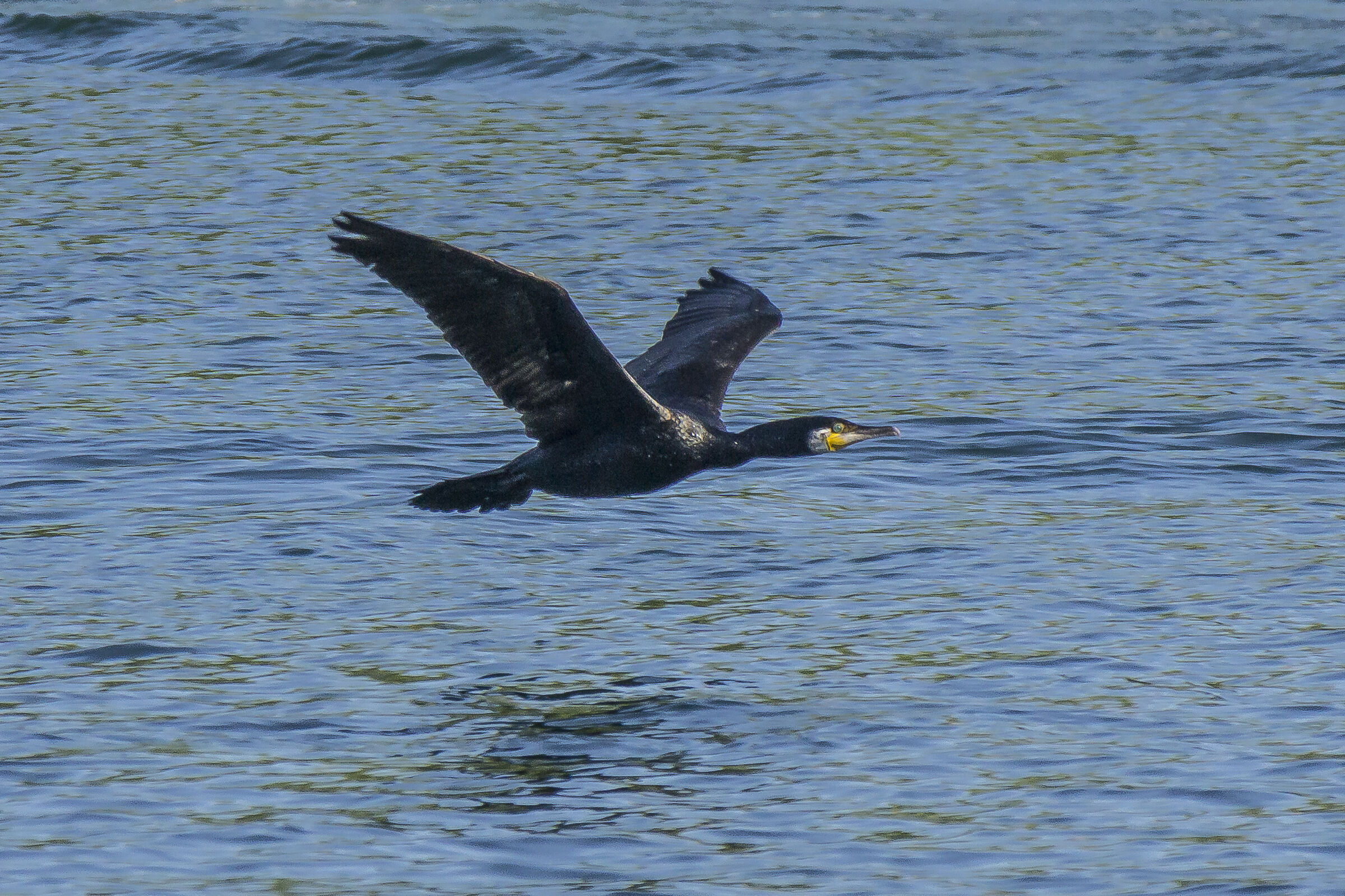 Cormorano in volo che sta per ammarare sul Ticino