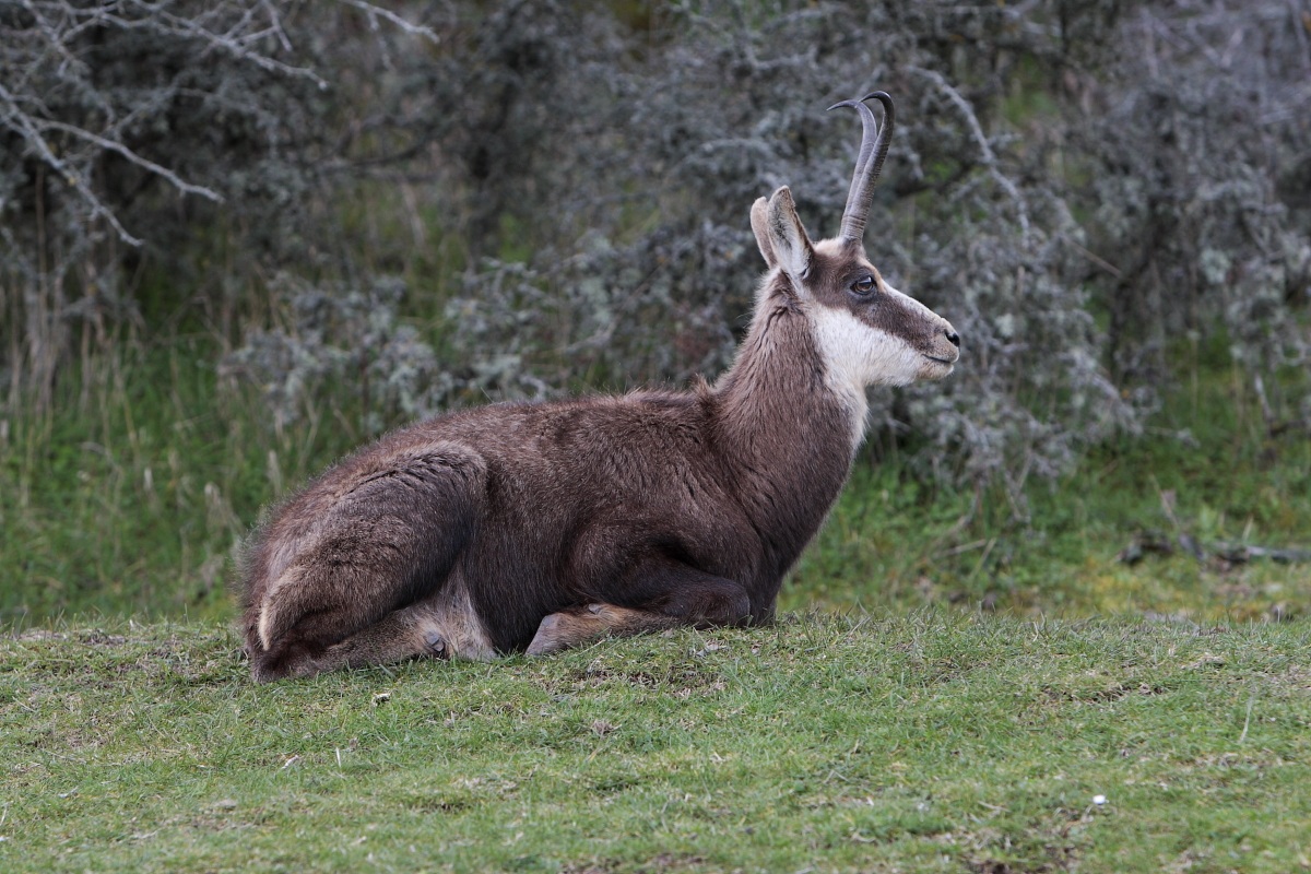 Chamois