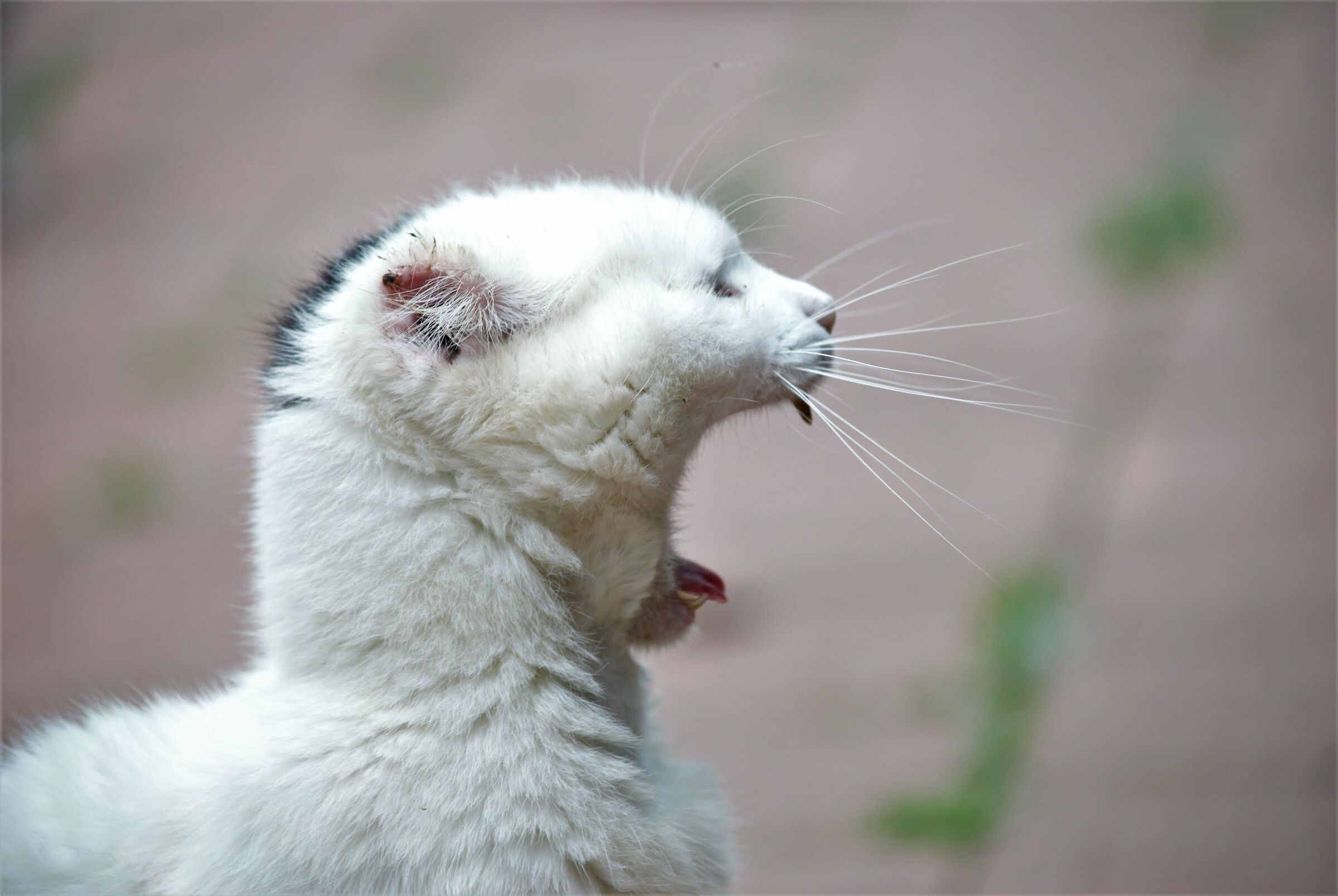 Grrrr