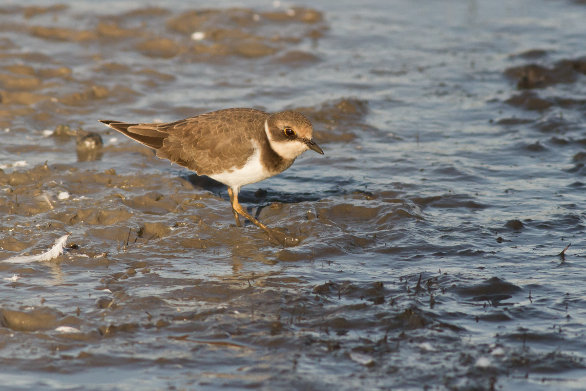 Little Ringed Plover