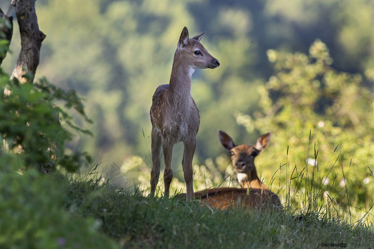 Cucciolo di Daino...